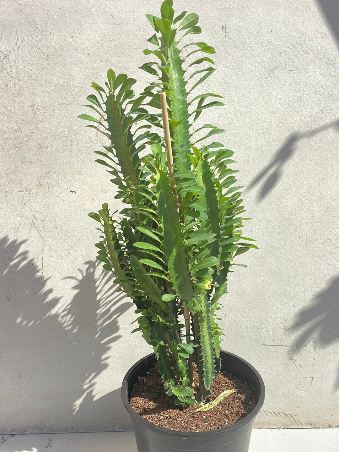 חלבלוב טריגונה ירוק