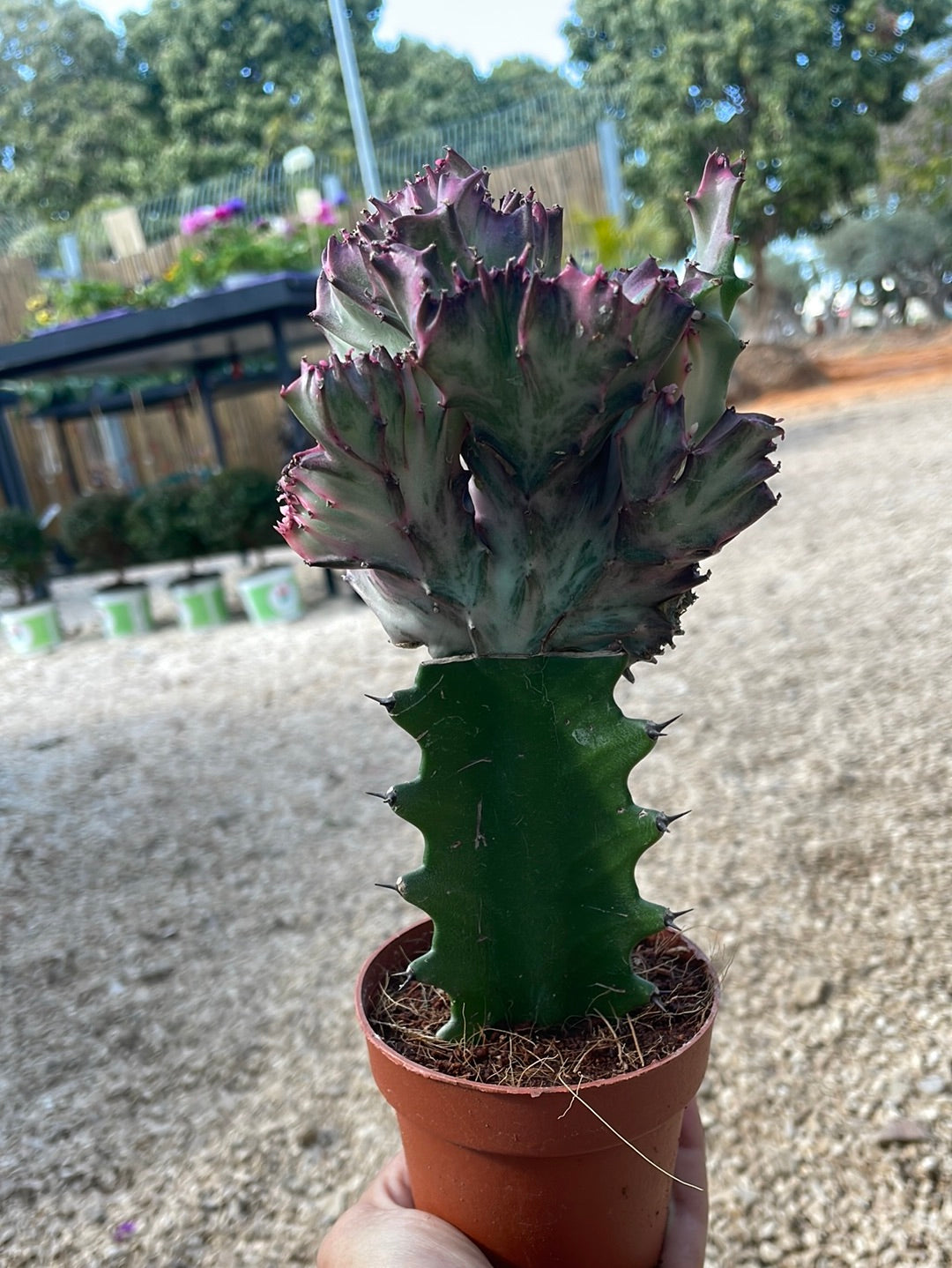 אופורביה מורכבת