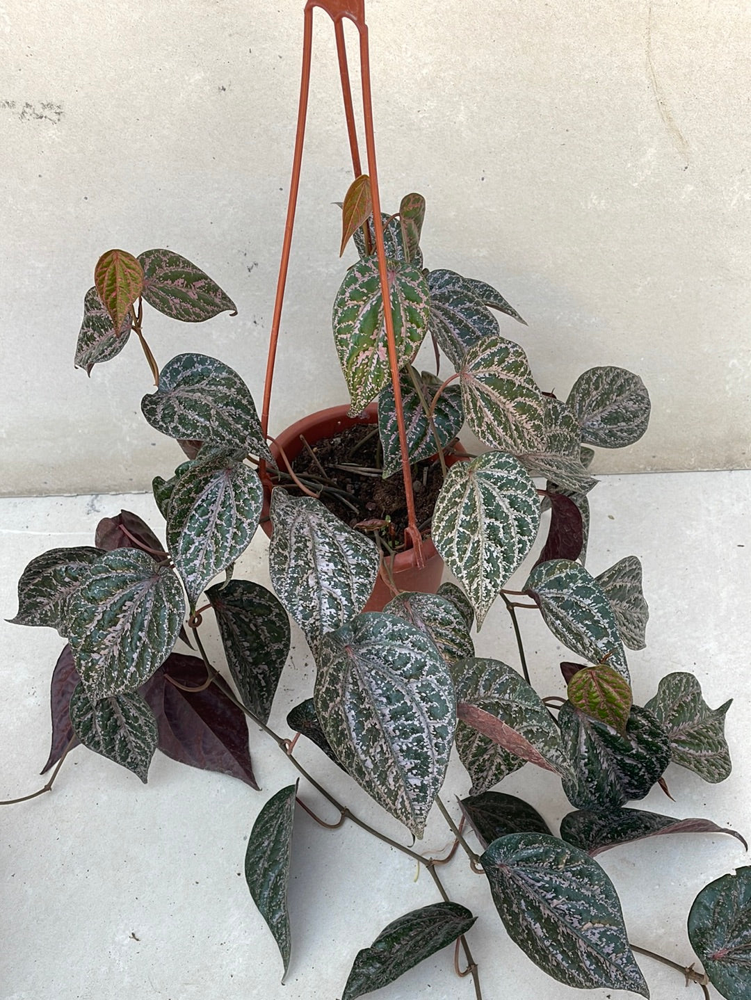 פייפר מגוון