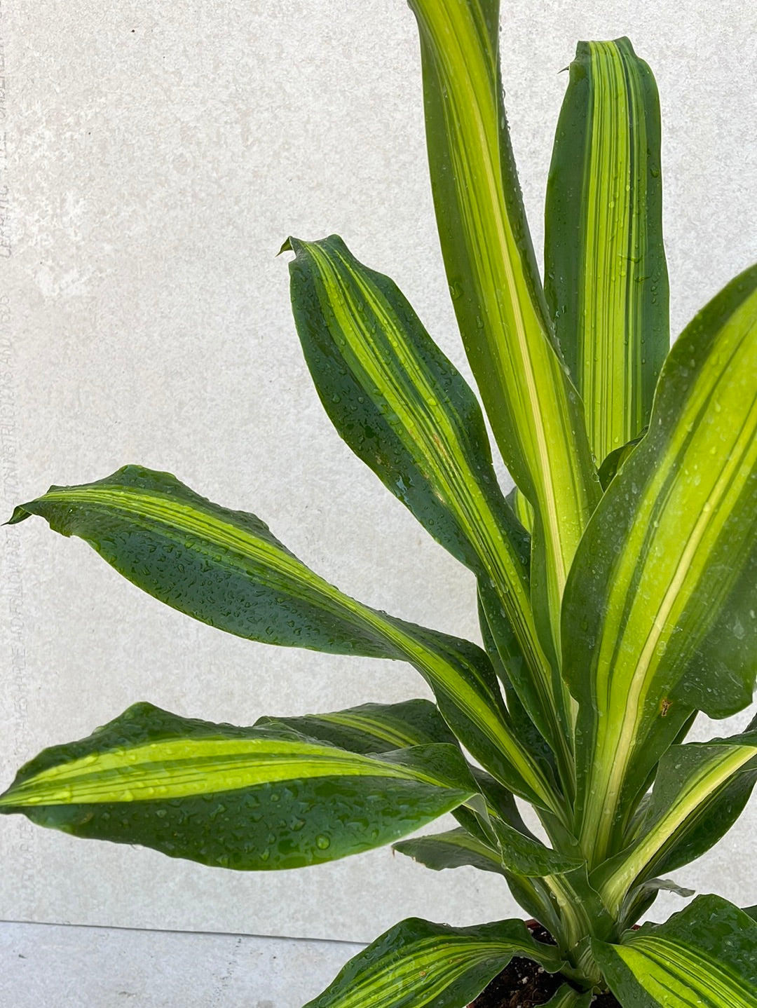 דרצנה צ׳רלי