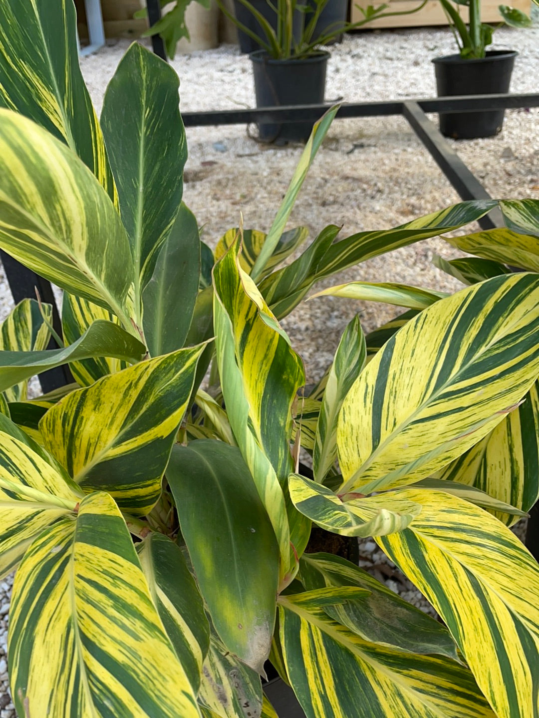 אלפיניה מגוונת