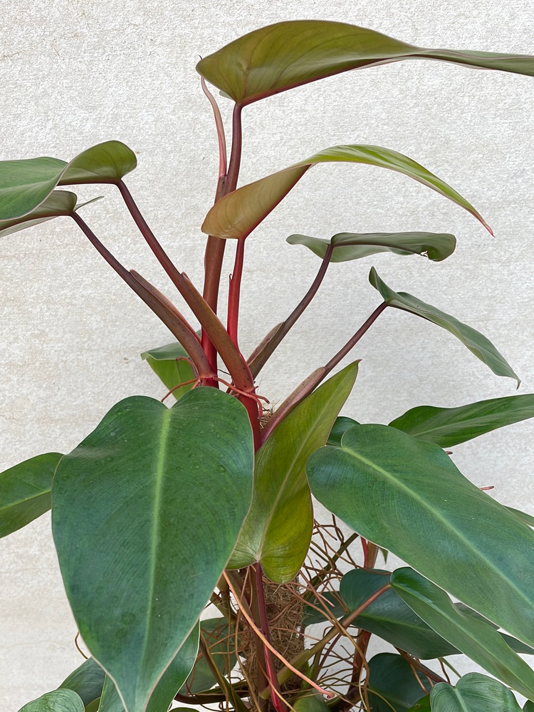 פילדנדרום רובי