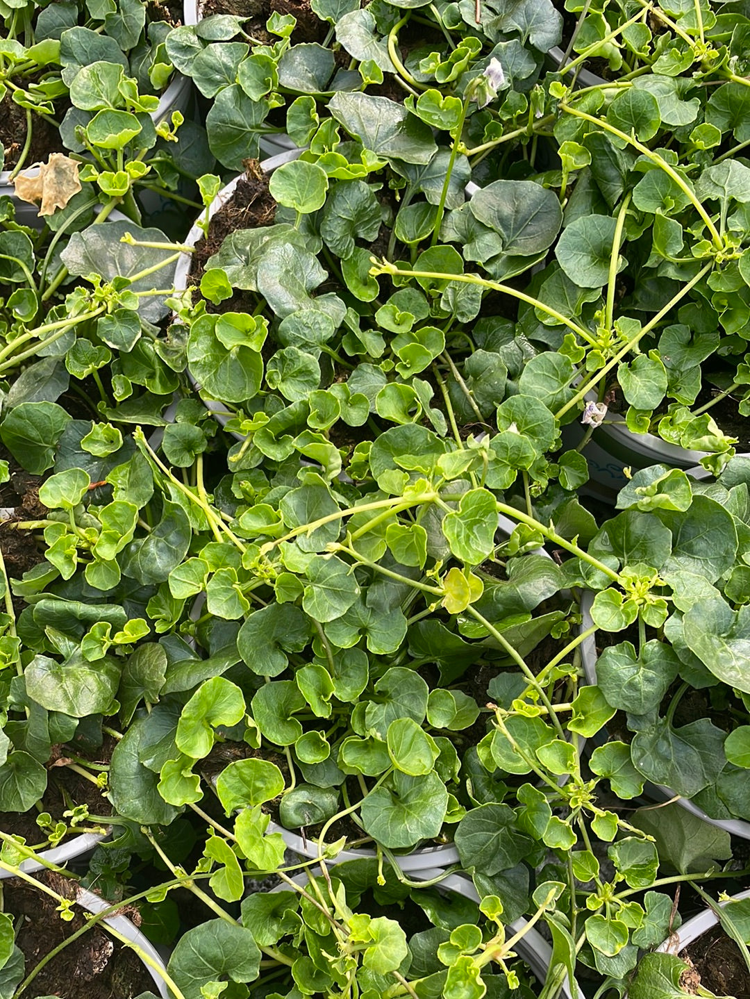 סיגלית אוסטרלית