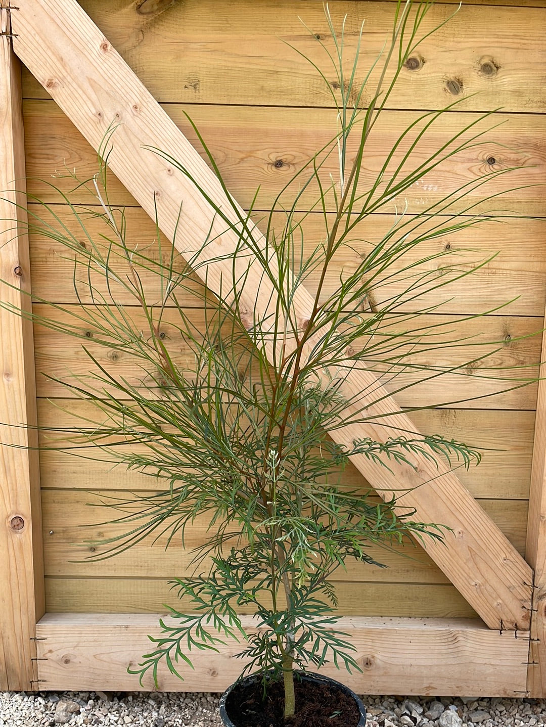 גרבילאה ג׳ונסון