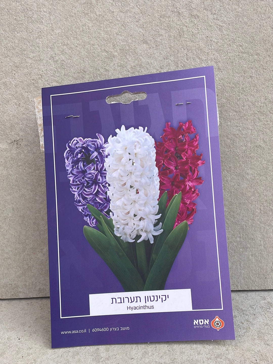 יקינטון מיקס צבעים