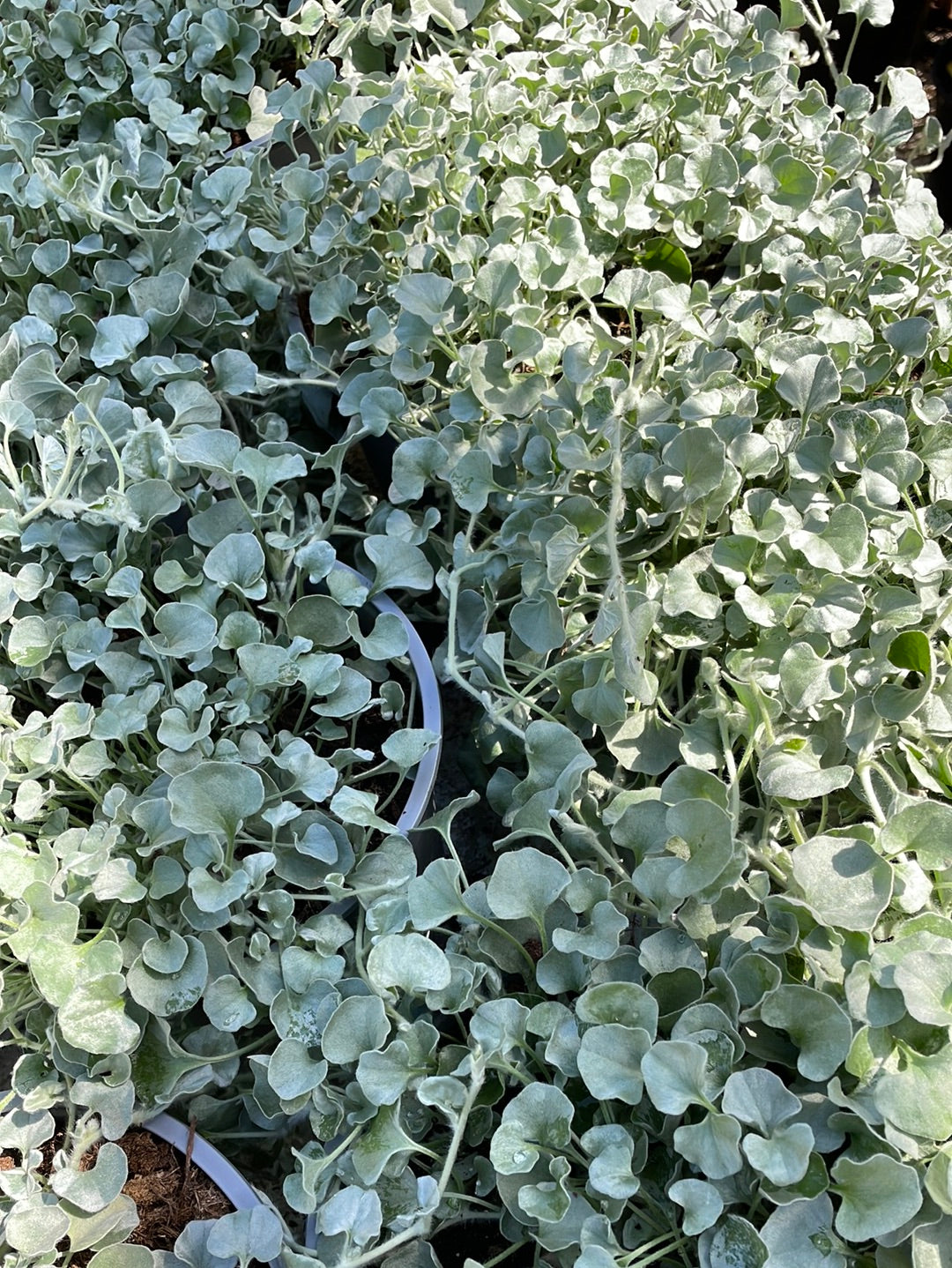 דיכונדרה כסופה