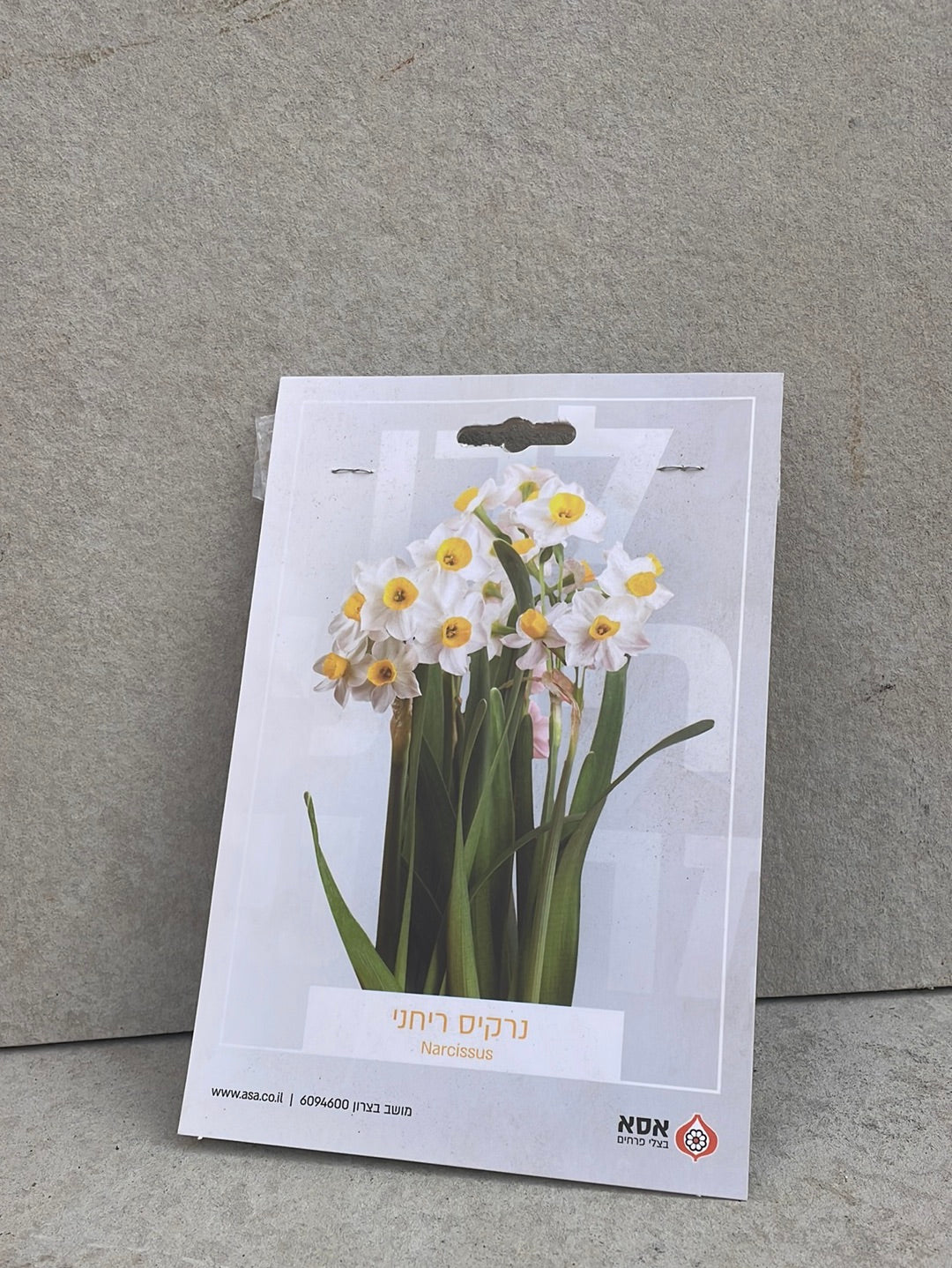 נרקיס ריחני