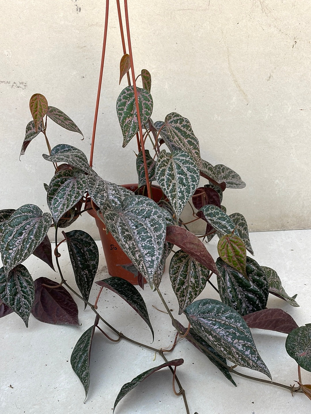 פייפר מגוון