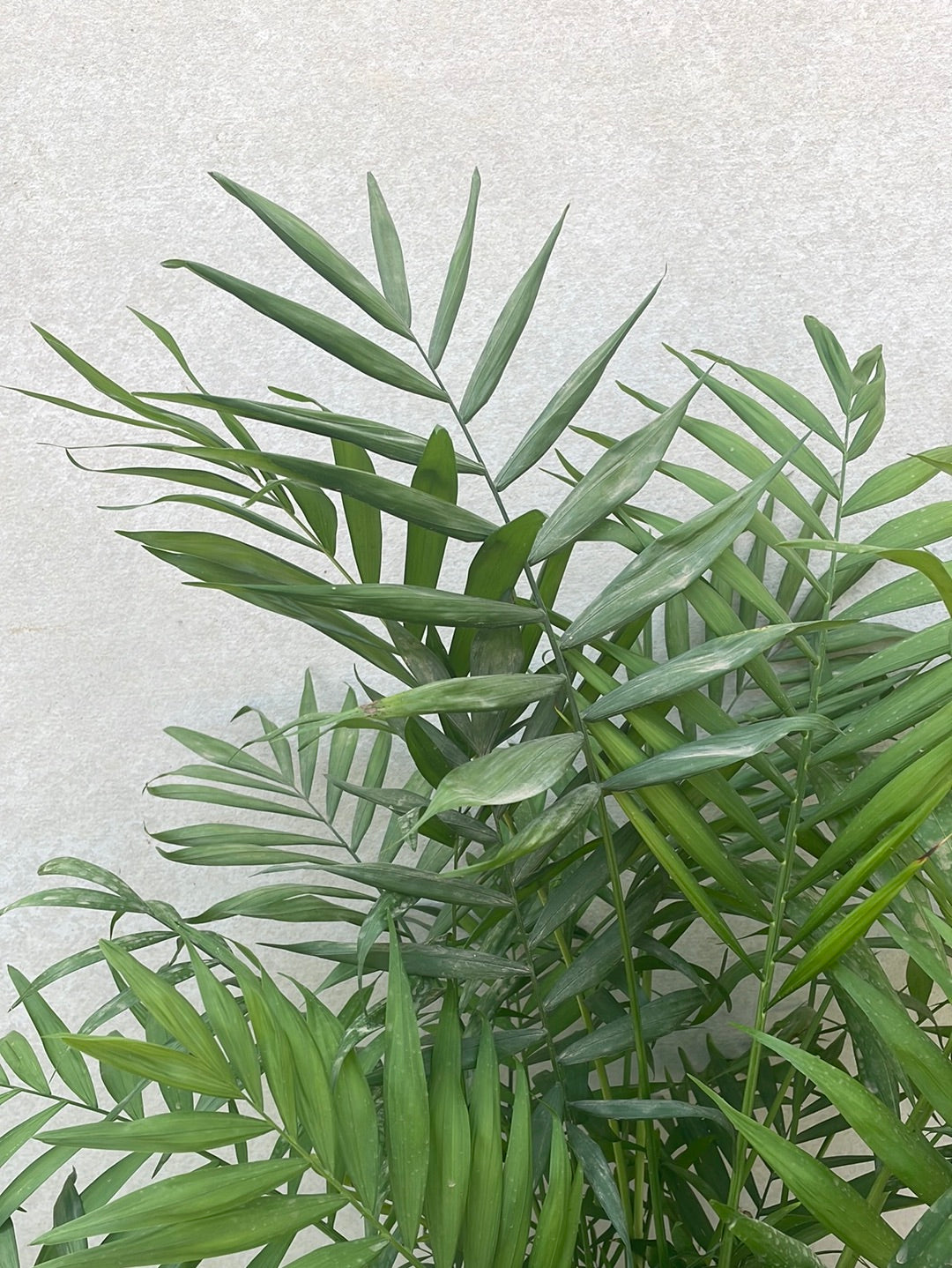 דקל חמדוריאה