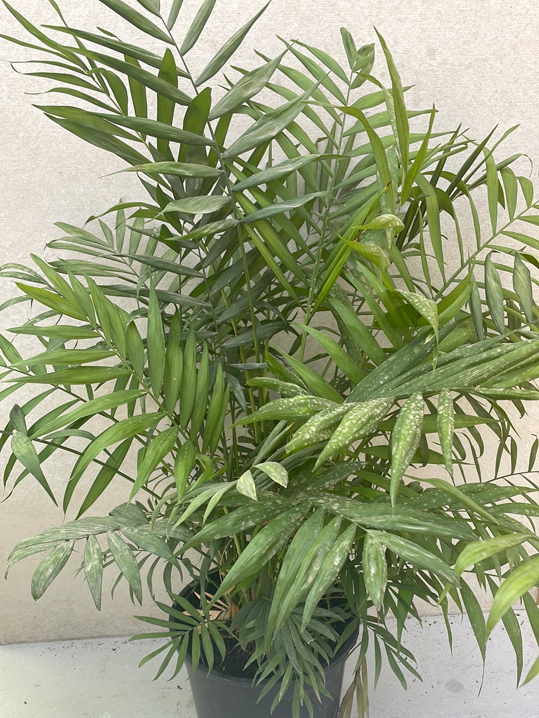 דקל חמדוריאה