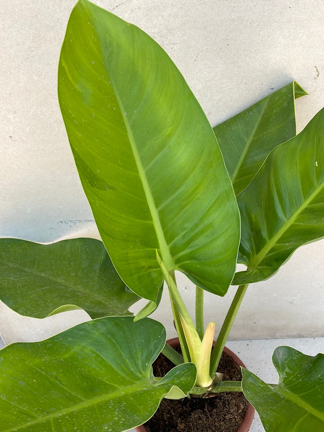 פילדנדרון אימפרייל ירוק