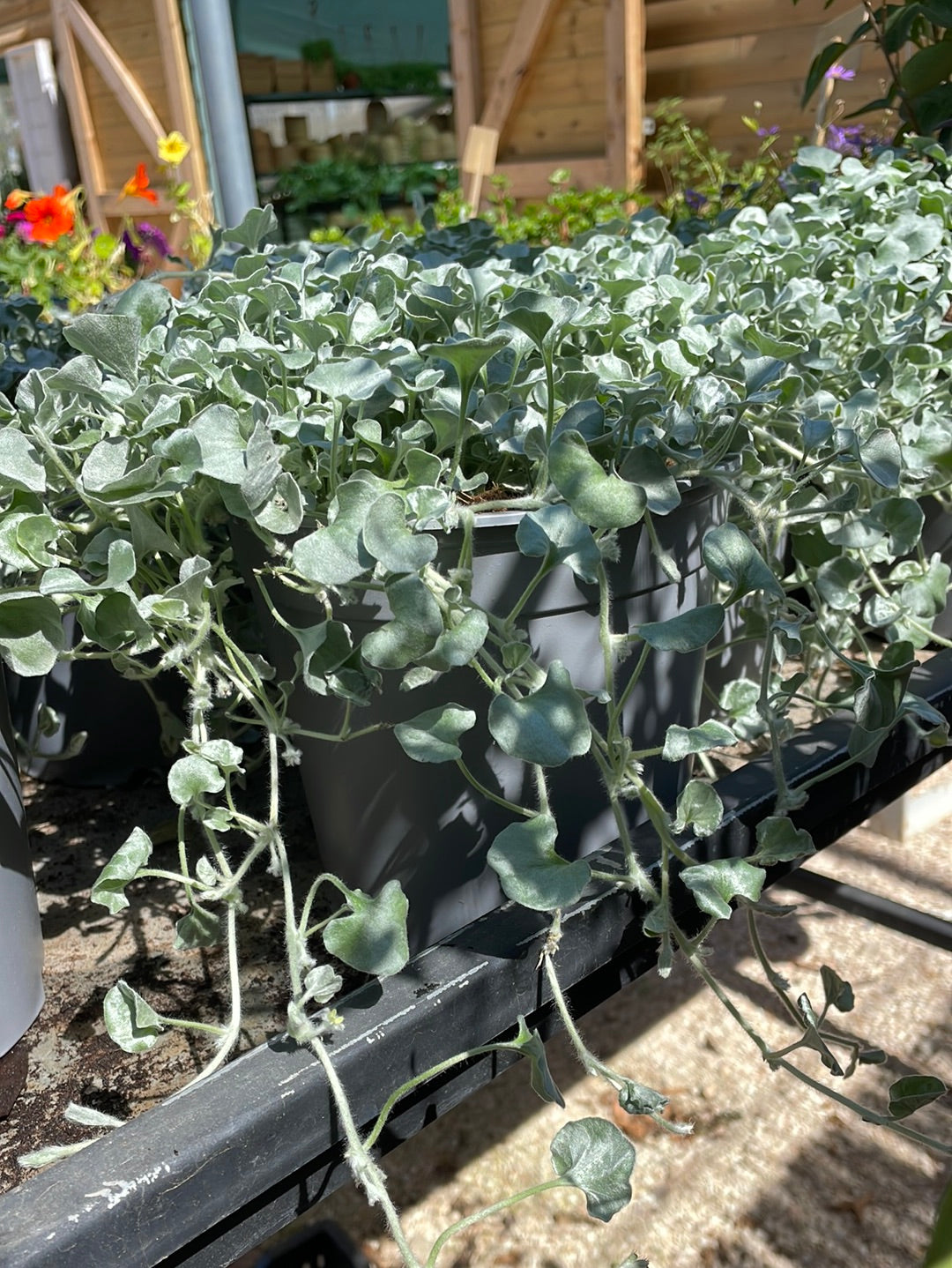 דיכונדרה כסופה