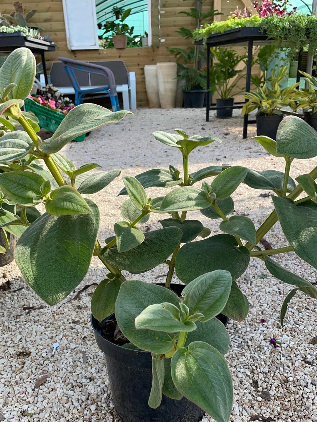 טיבוצינה עלה רחב