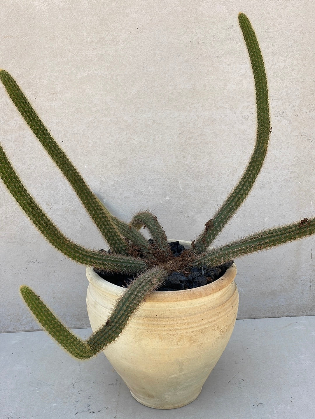 קקטוס בכלי חרס ערבי