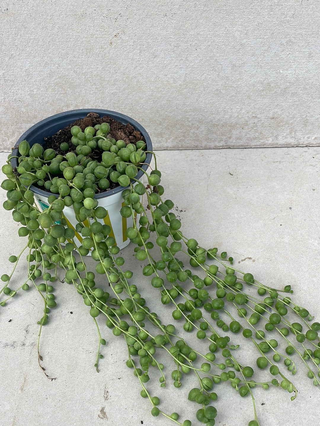 סביון כדורי