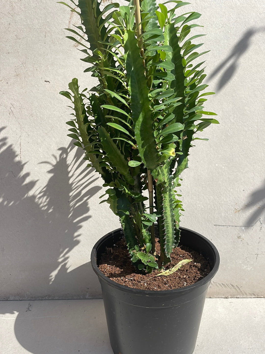 חלבלוב טריגונה ירוק