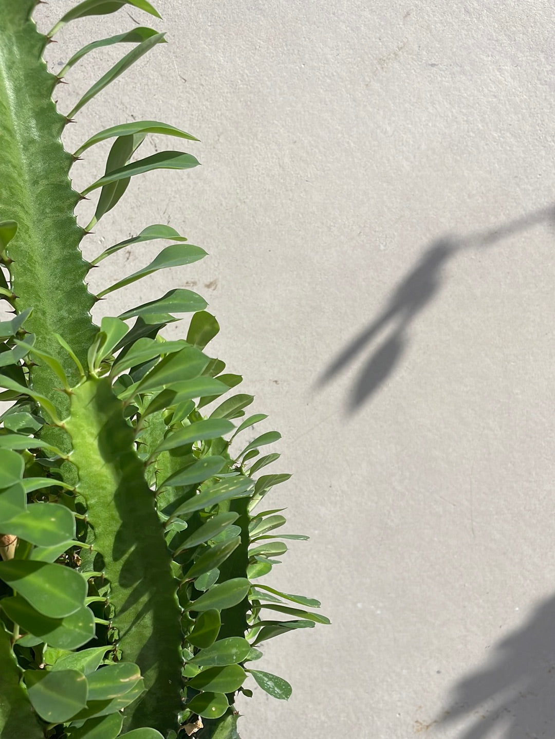 חלבלוב טריגונה ירוק