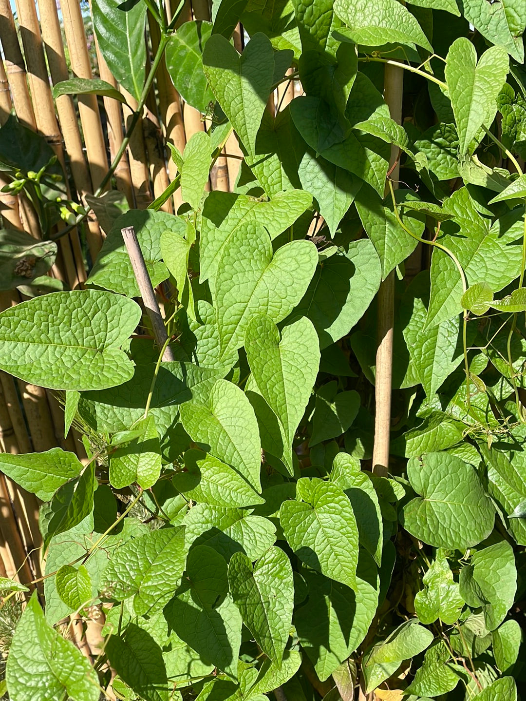 אנטיגון דק העוקצים