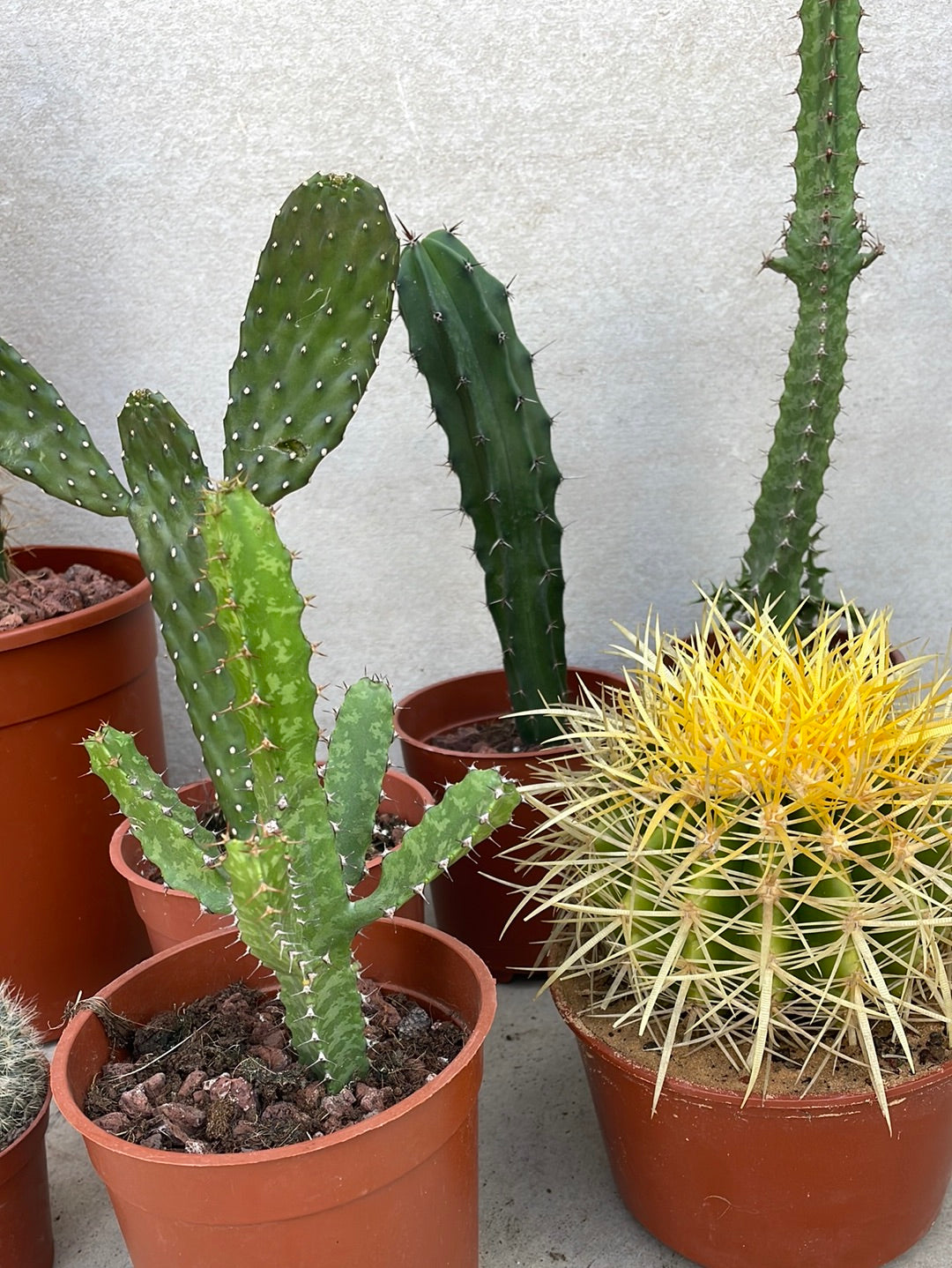 קקטוס