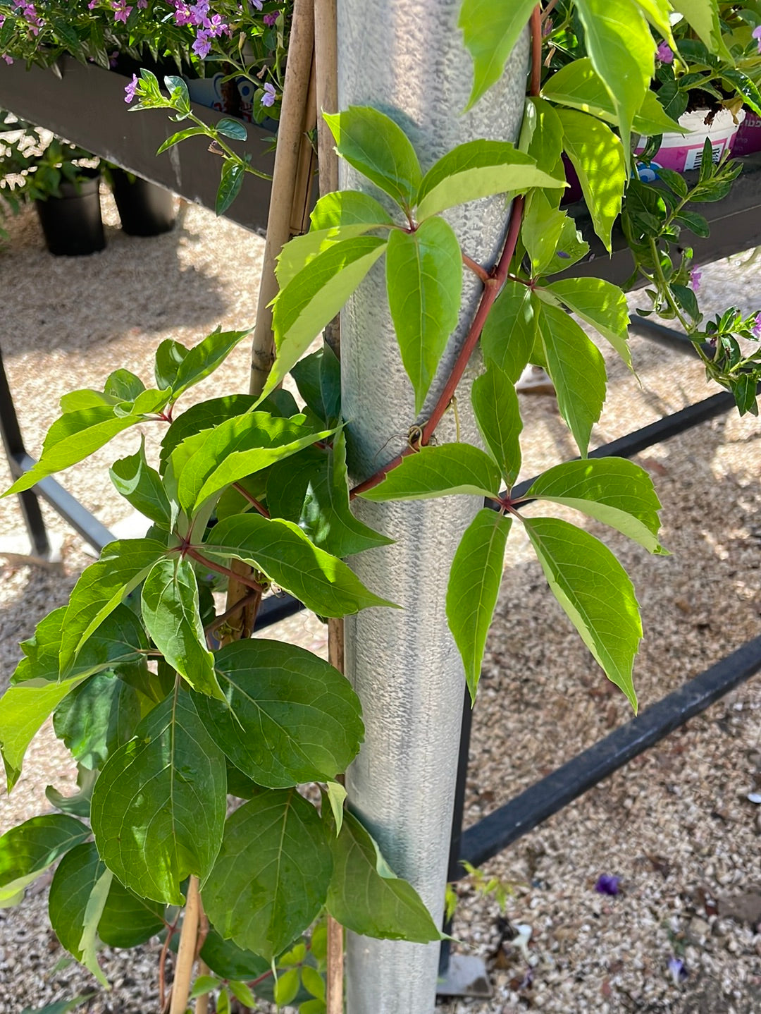 גפנית משולשלת