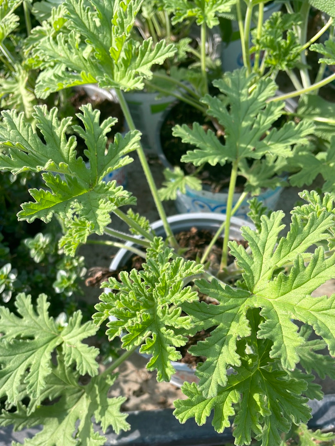 גרניום לימוני