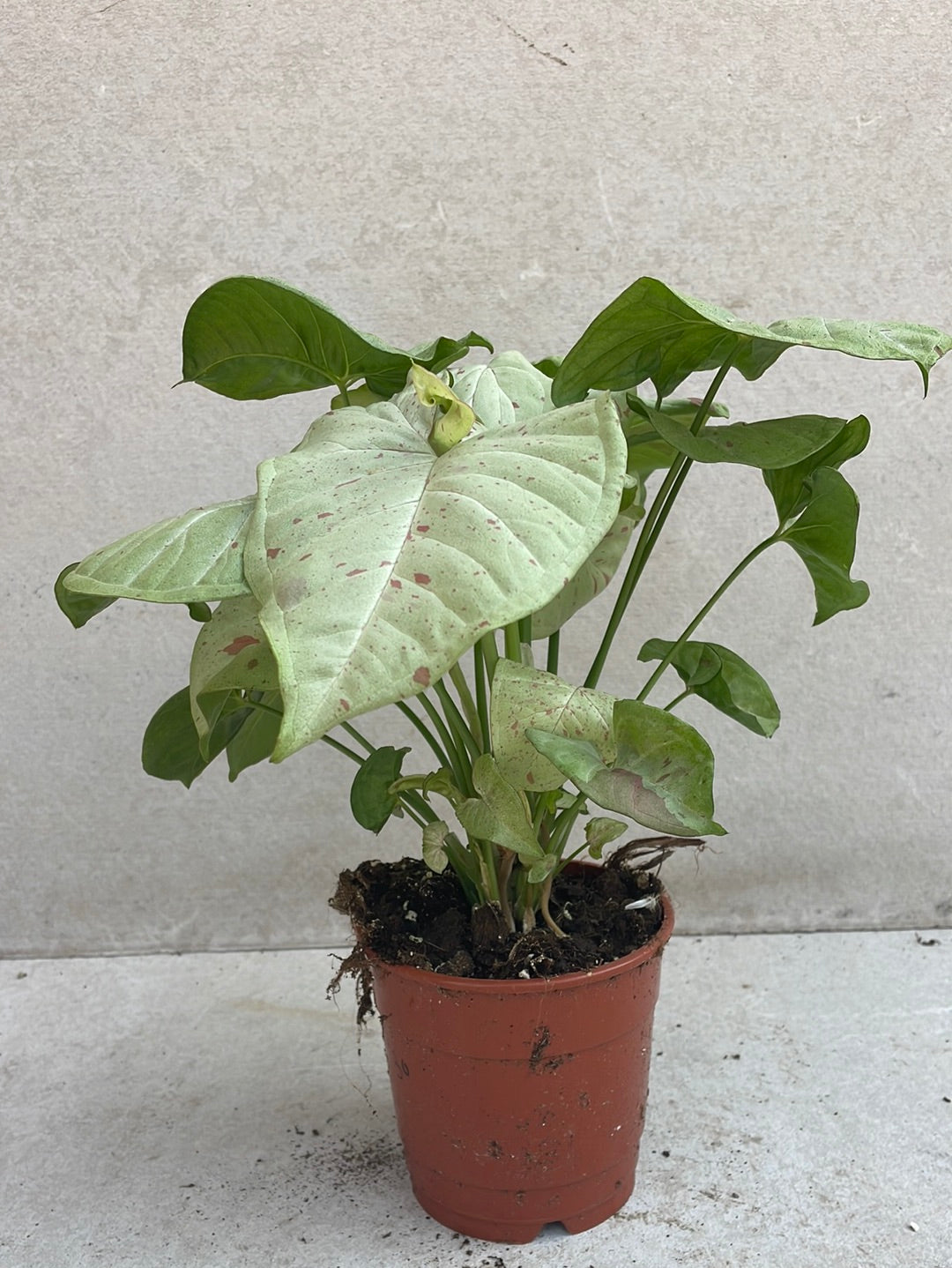 סינגוניום וייט בטרפלי