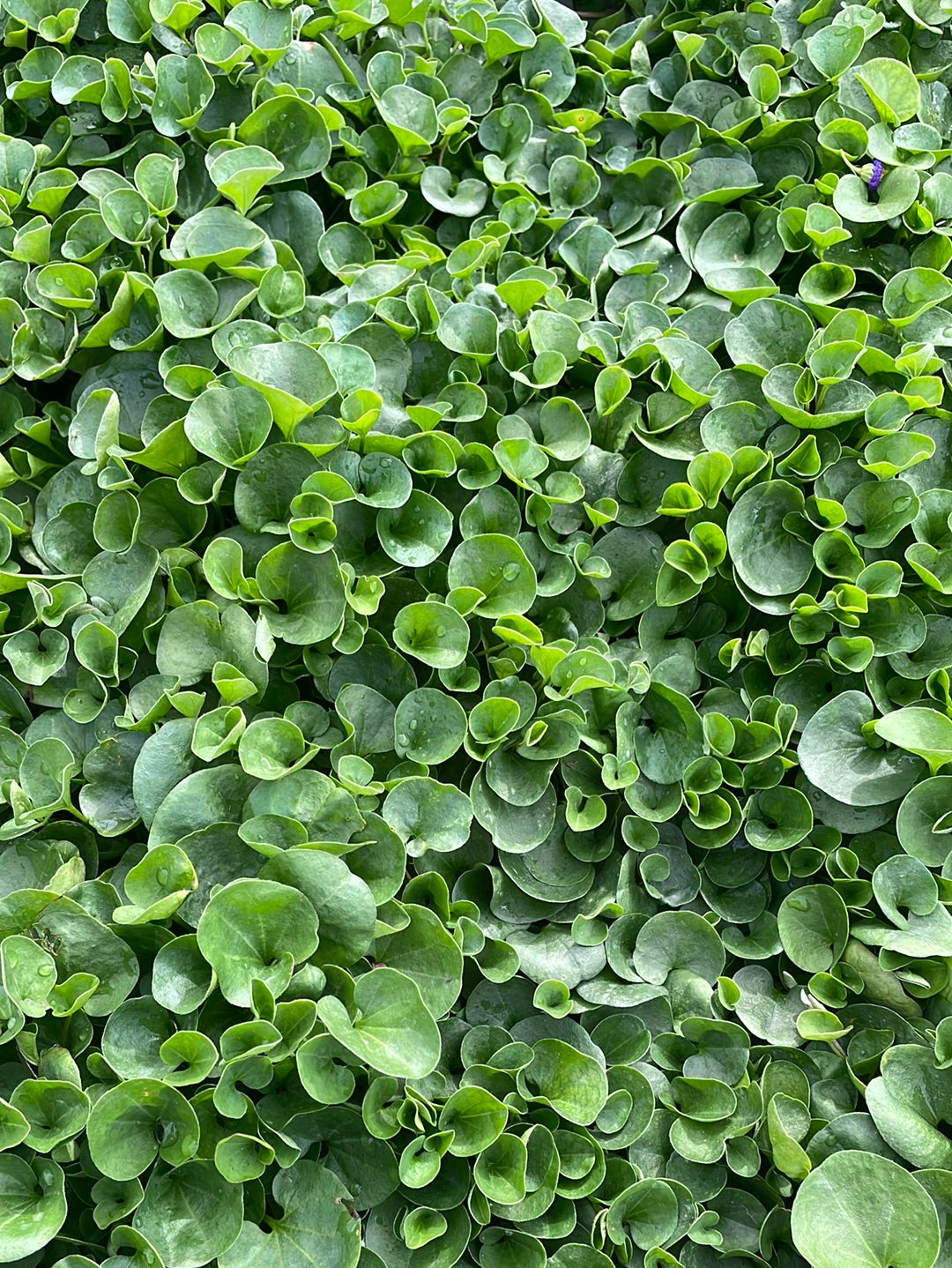 דיכונדרה ירוקה