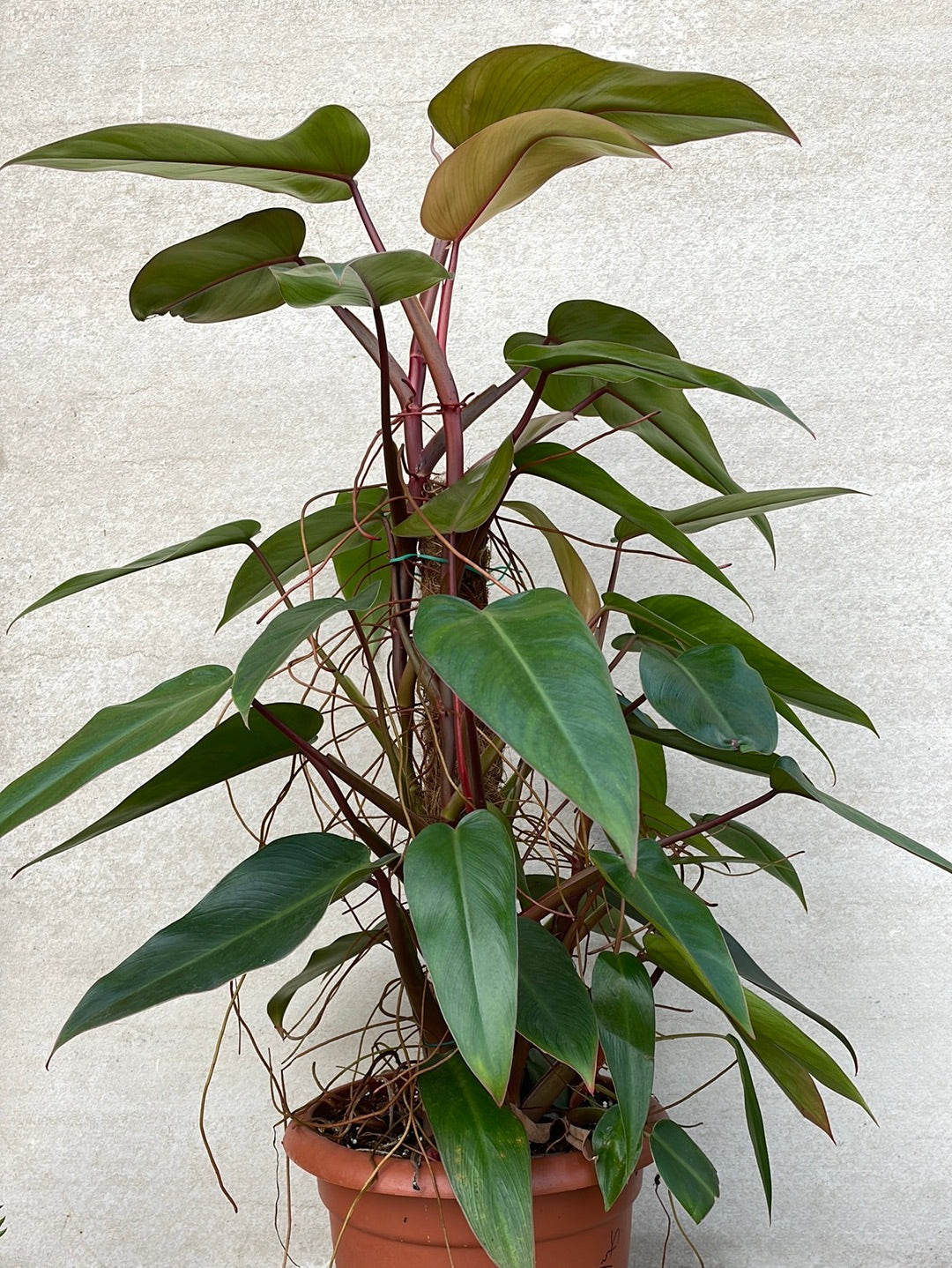 פילדנדרום רובי