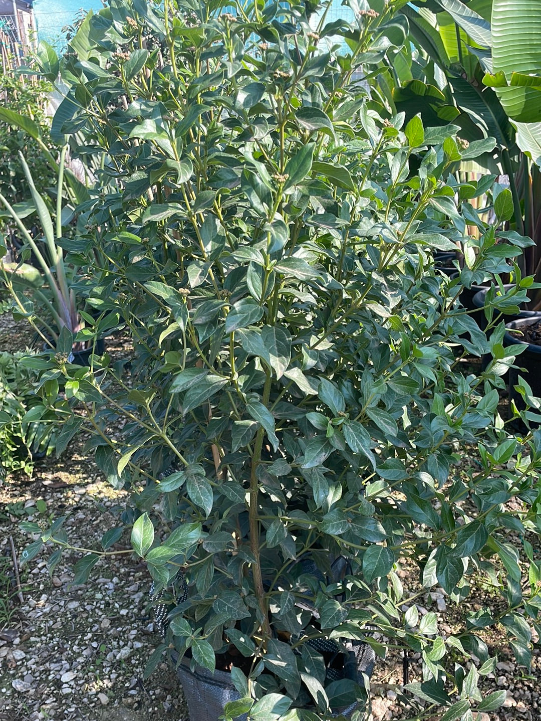 מורן החורש