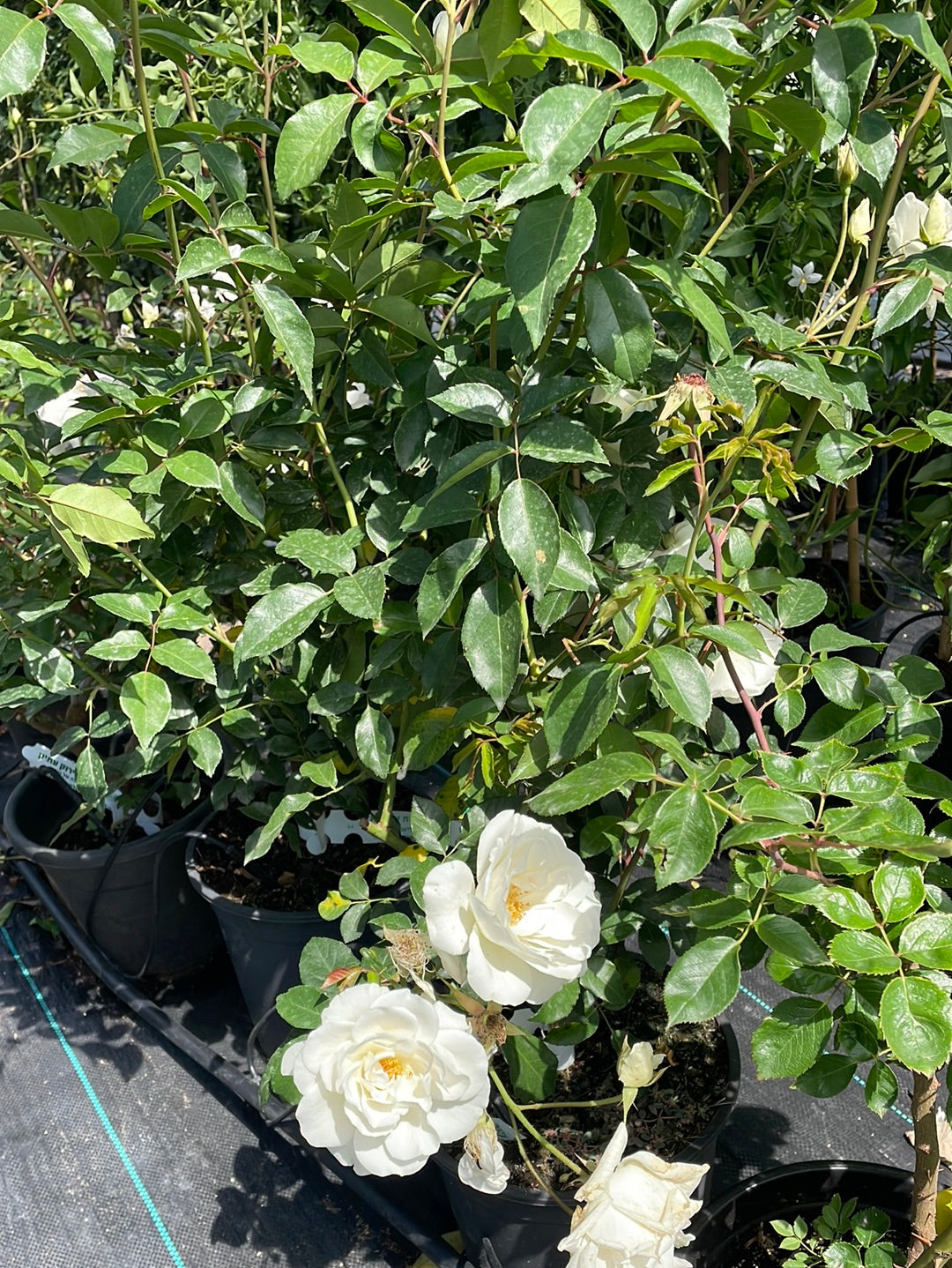 ורד אייסברג מטפס