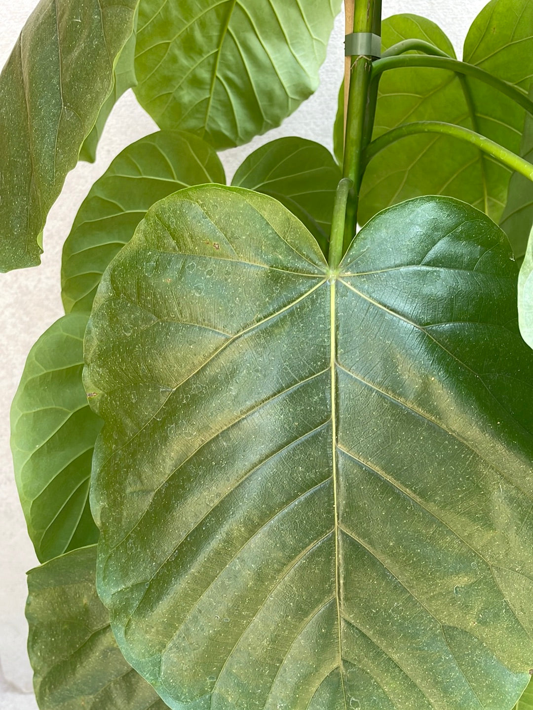 פיקוס אמבלטה