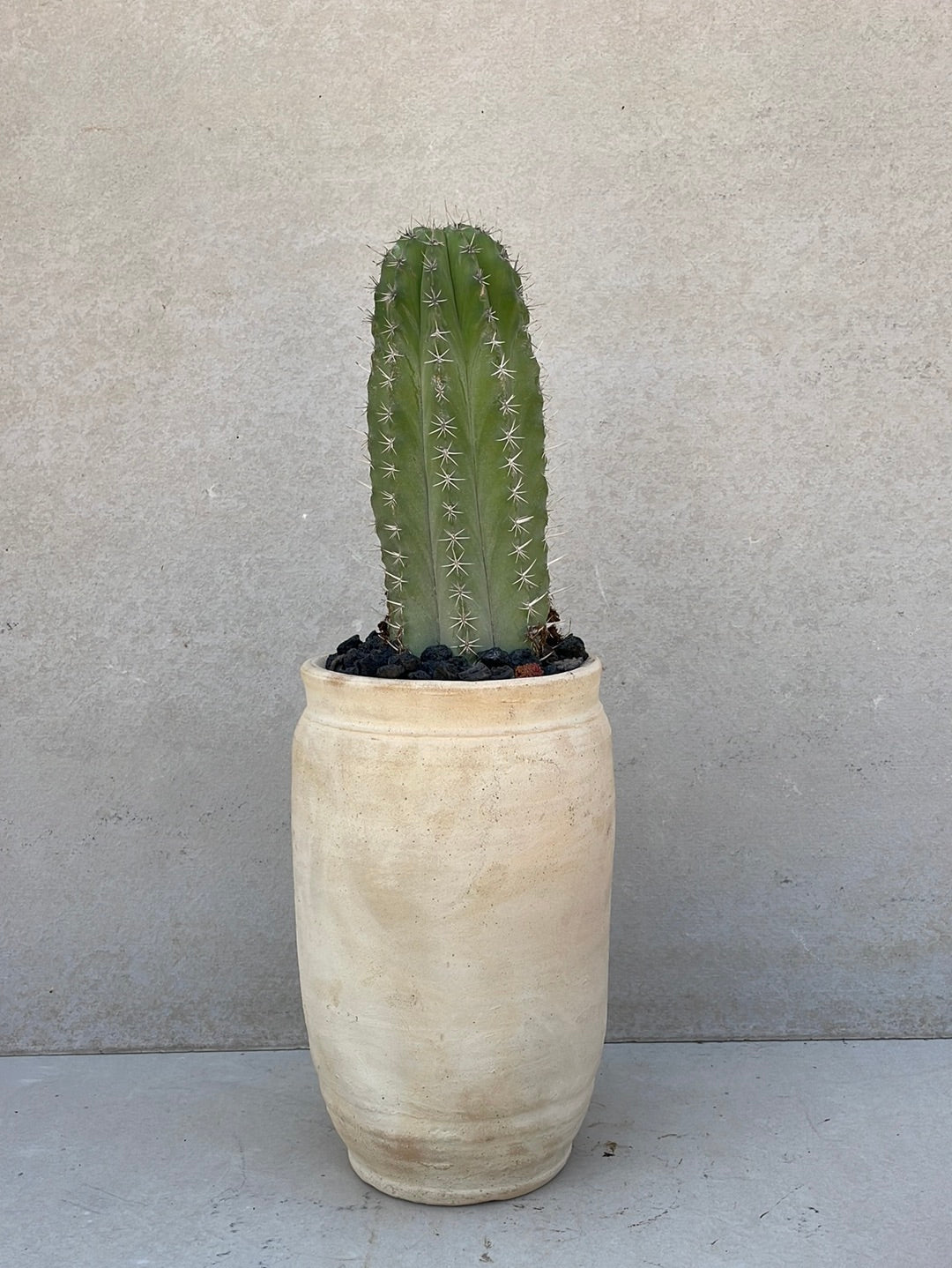קקטוס בכלי חרס ערבי