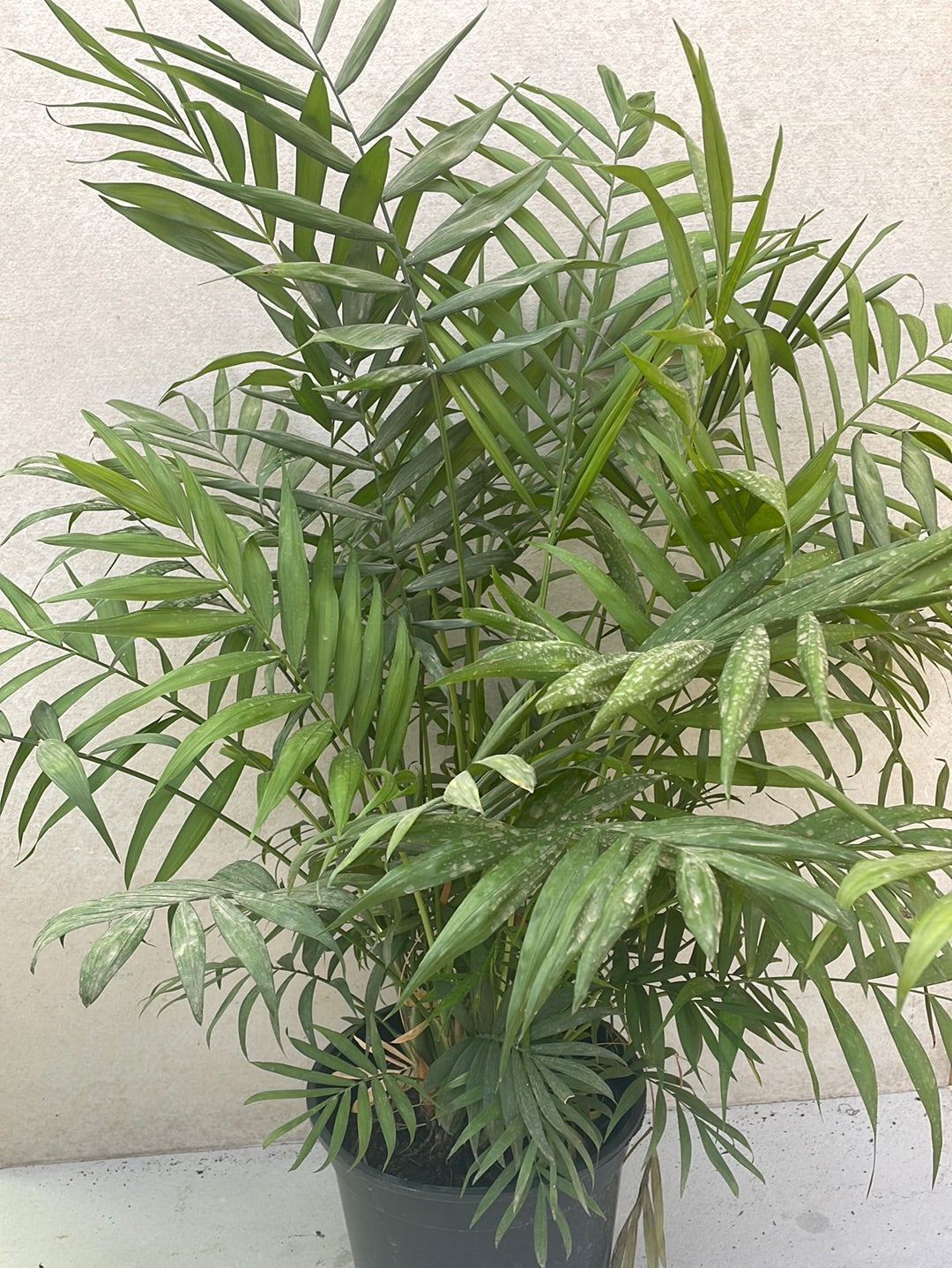 דקל חמדוריאה