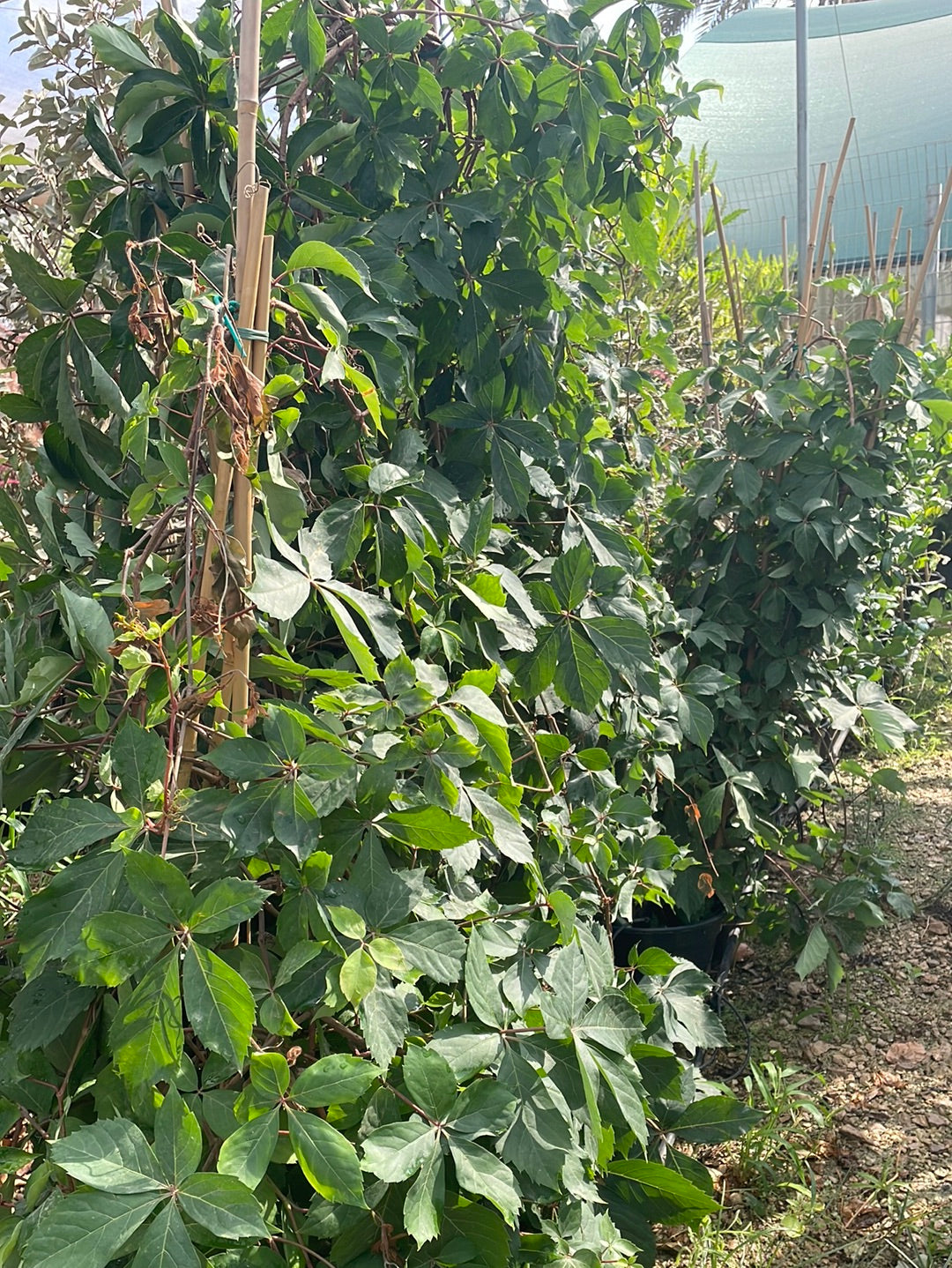 גפנית משולשלת