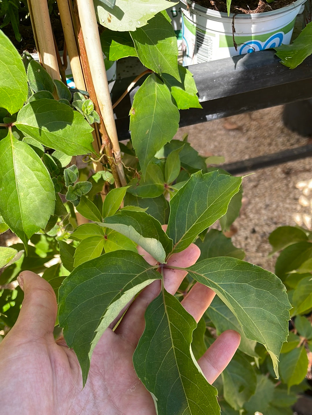 גפנית משולשלת