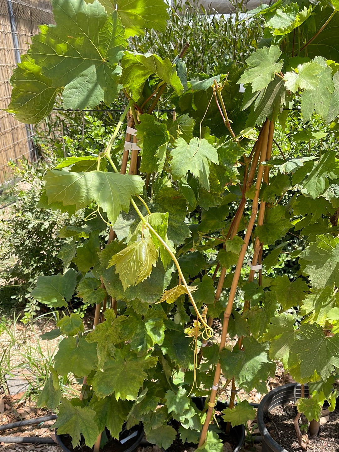 גפן ג1 - פרי ירוק ללא גרעינים