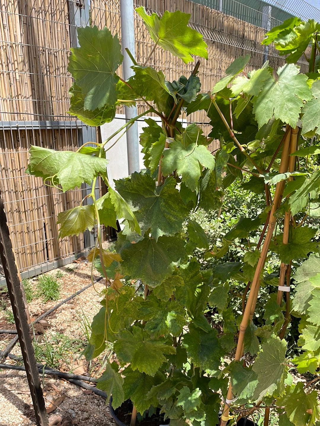 גפן ג1 - פרי ירוק ללא גרעינים