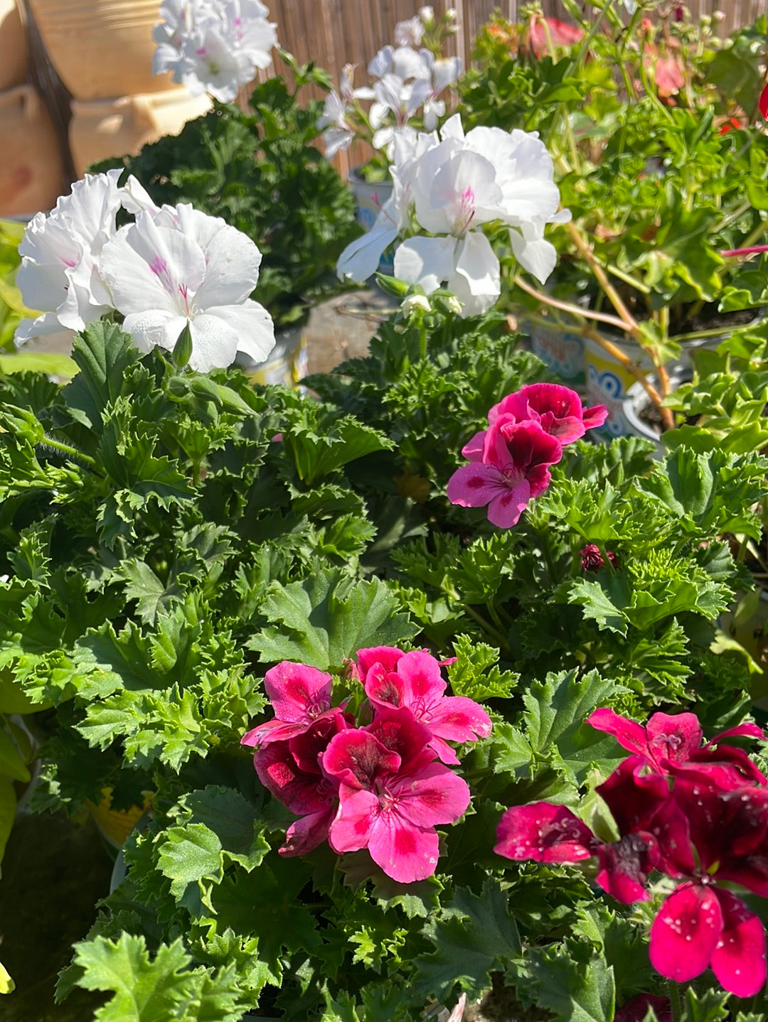 גרניום צרפתי