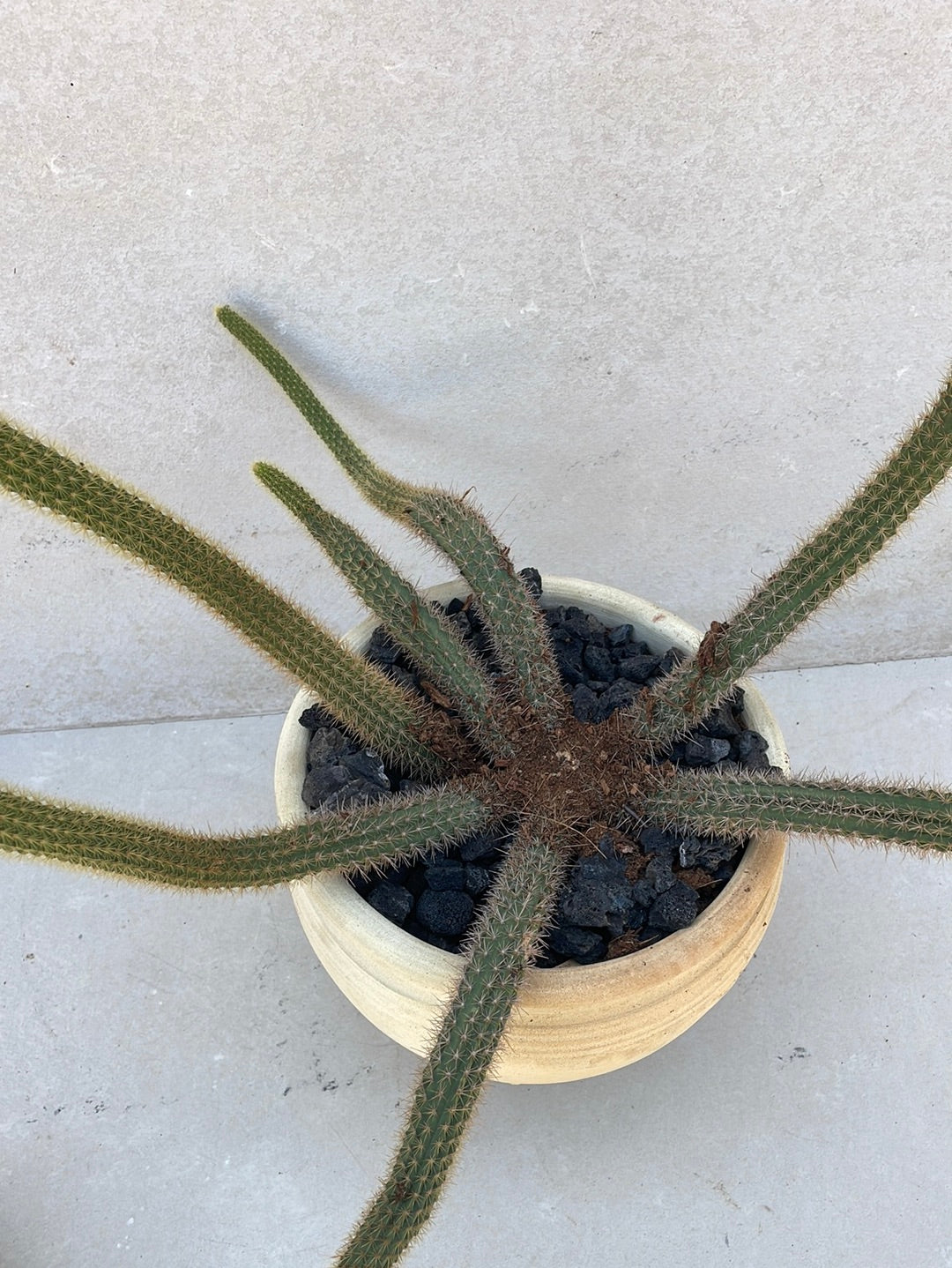 קקטוס בכלי חרס ערבי
