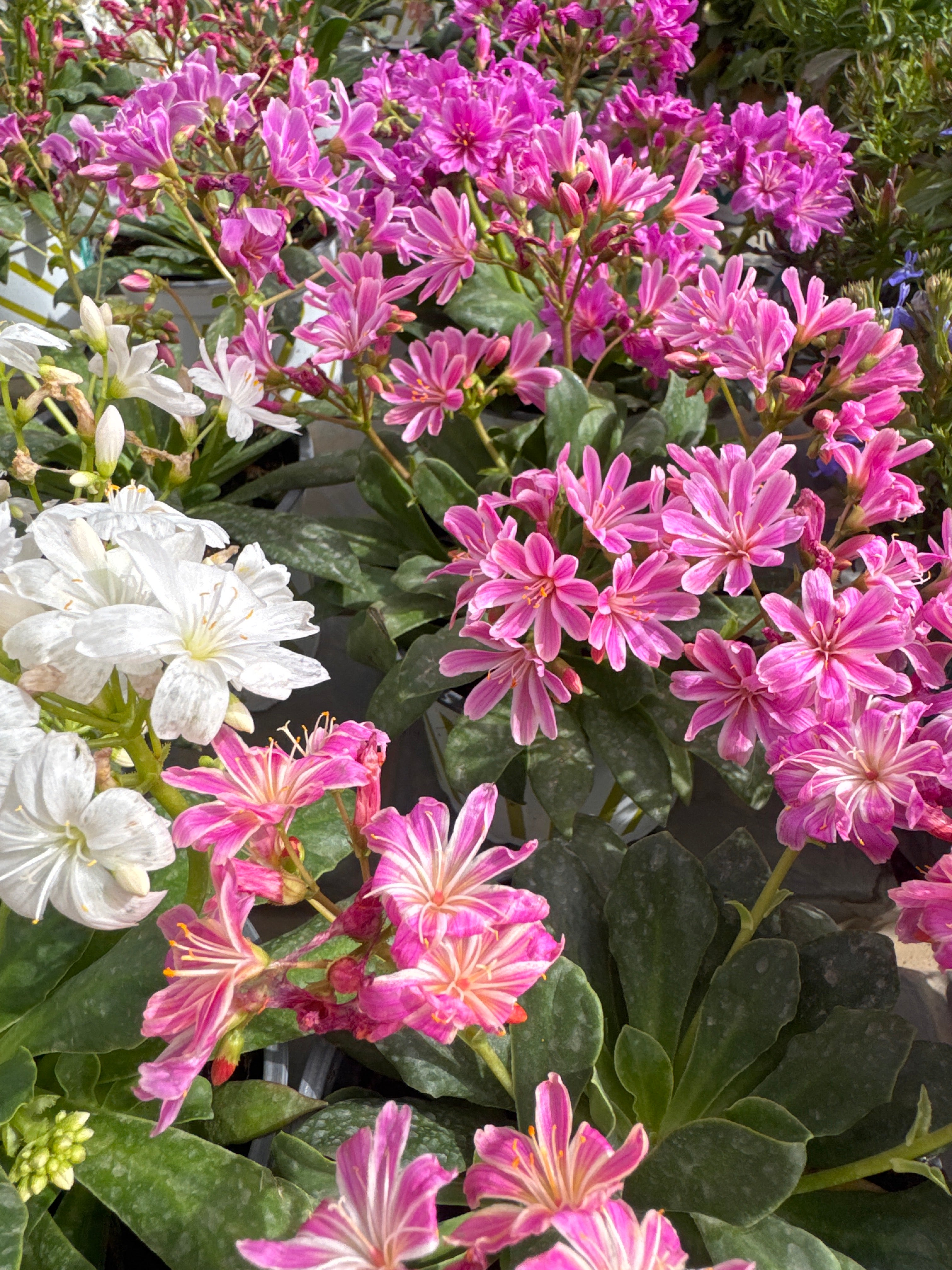 לאיזה פורחת