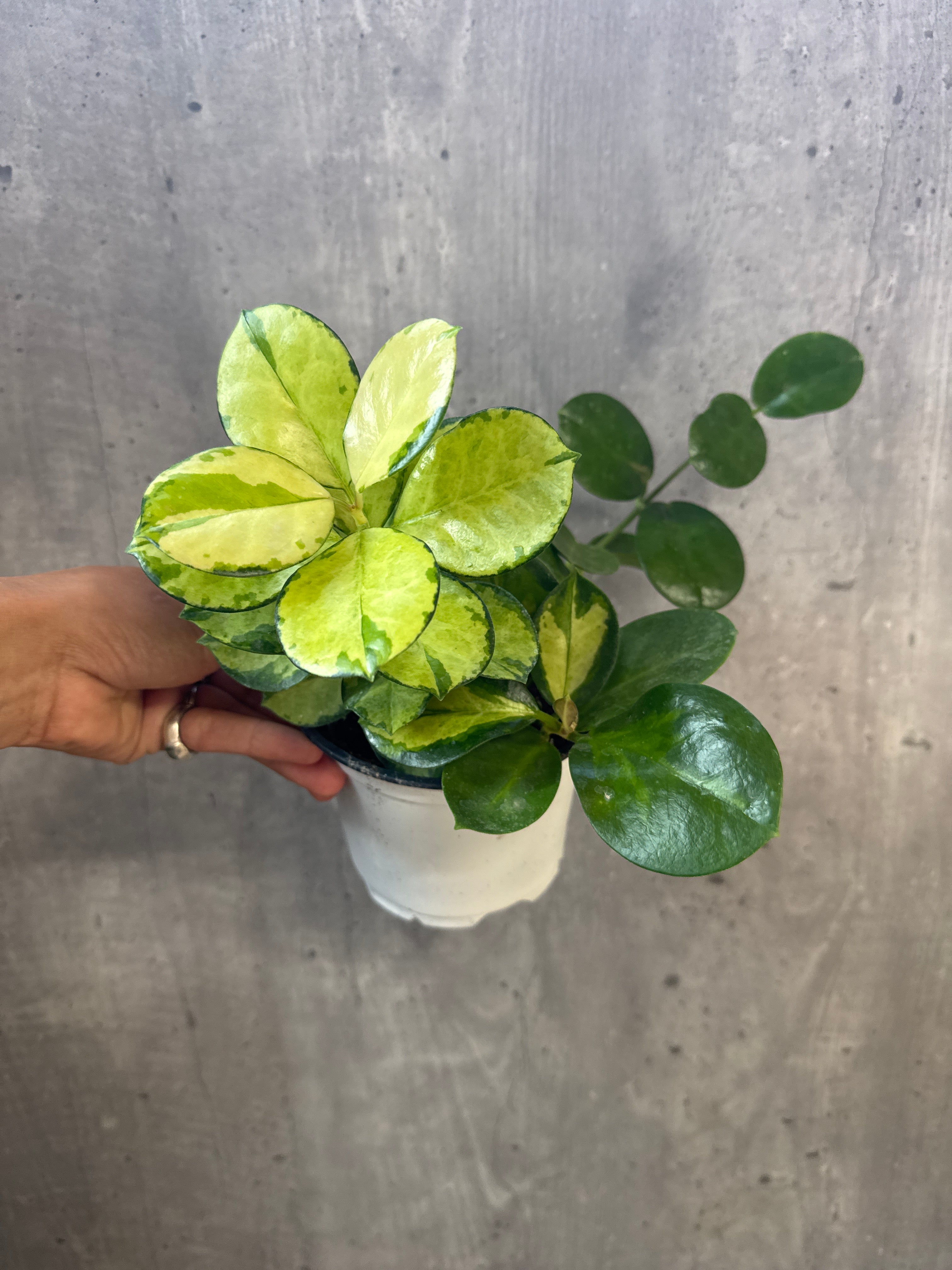 מארז נשפכים