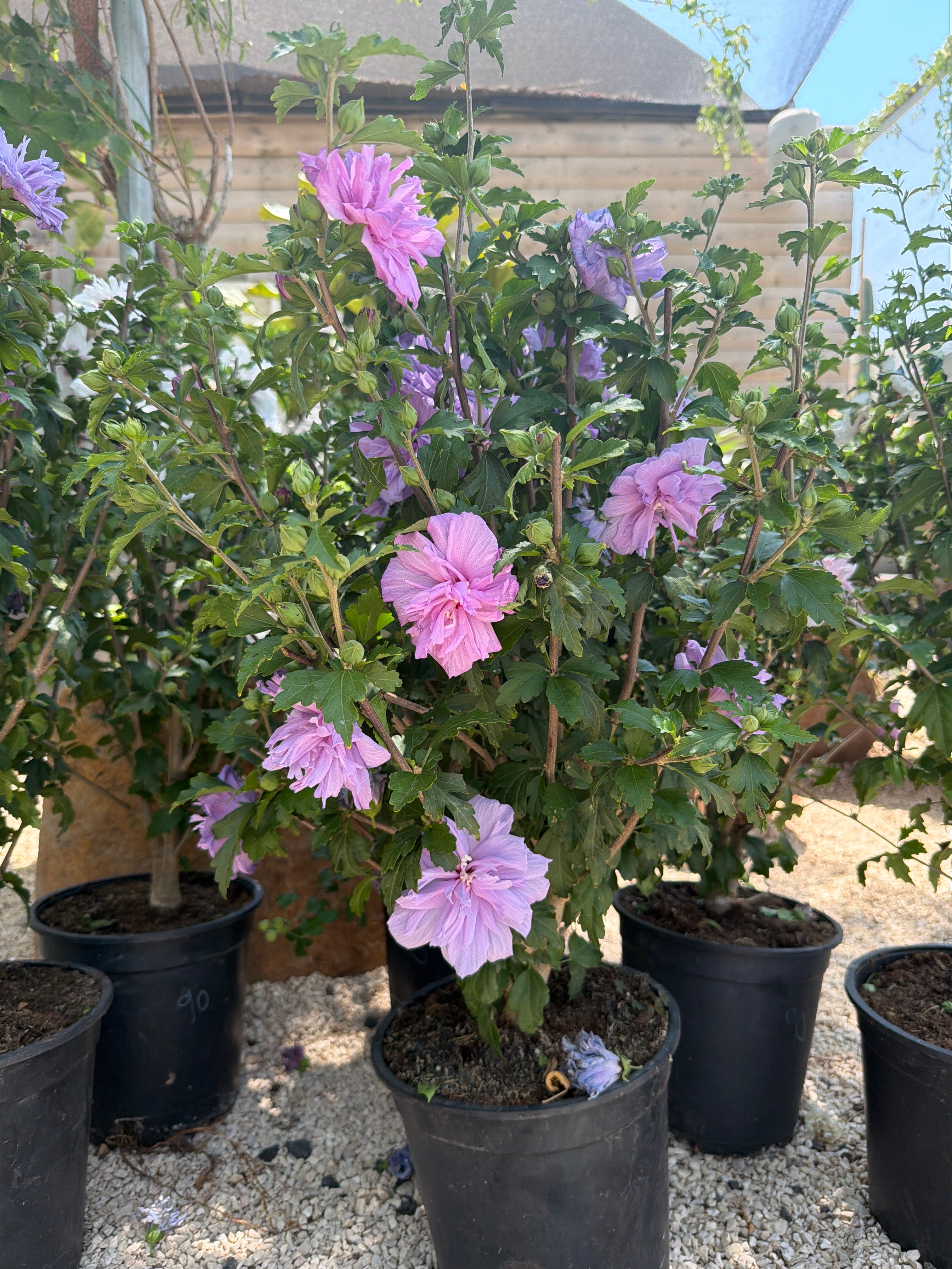 היביסקוס סורי