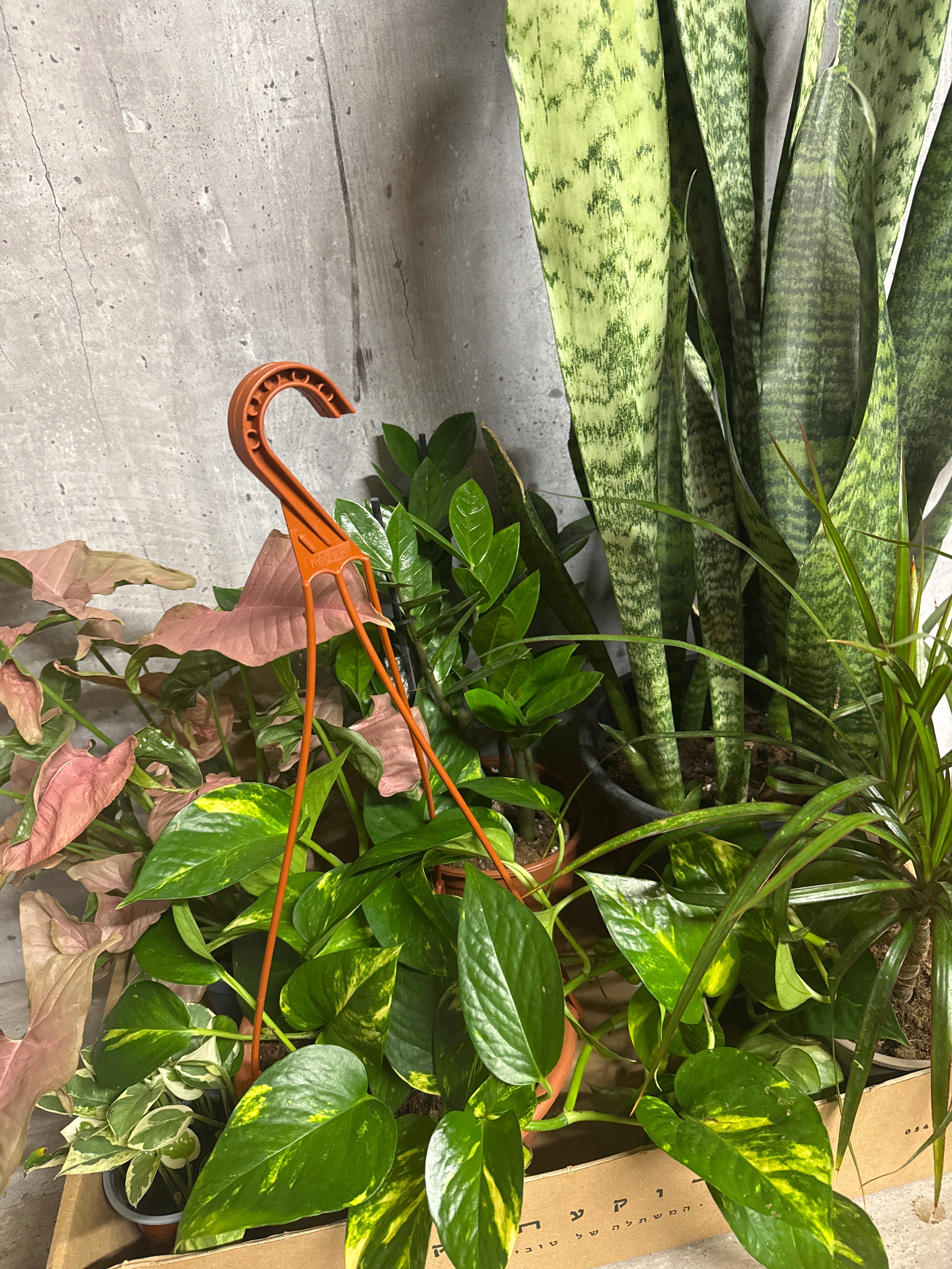 מארז צמחים לבית חשוך