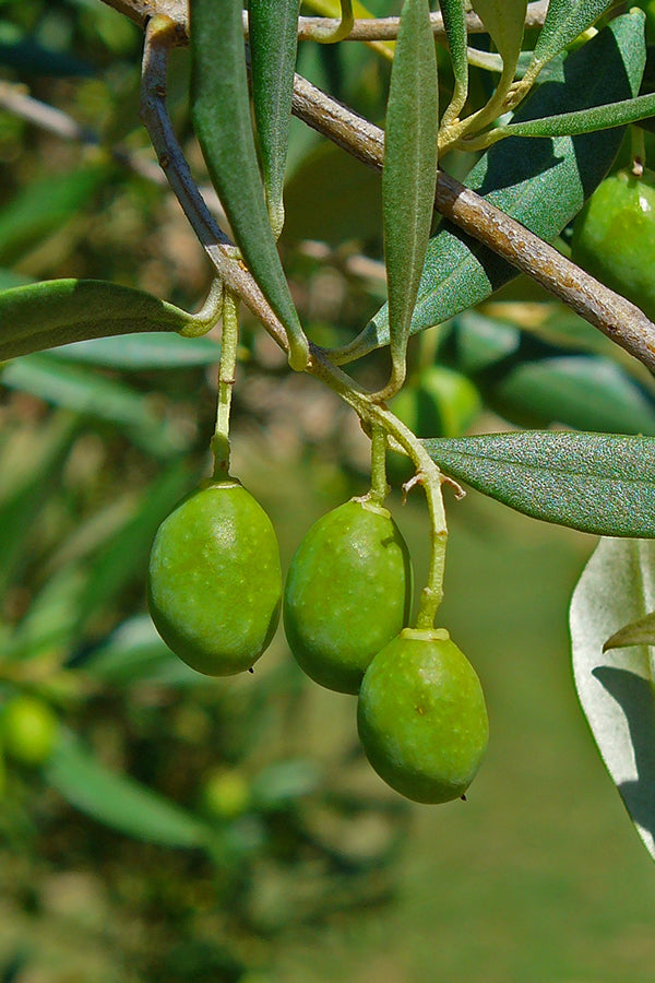 עץ זית אירופי