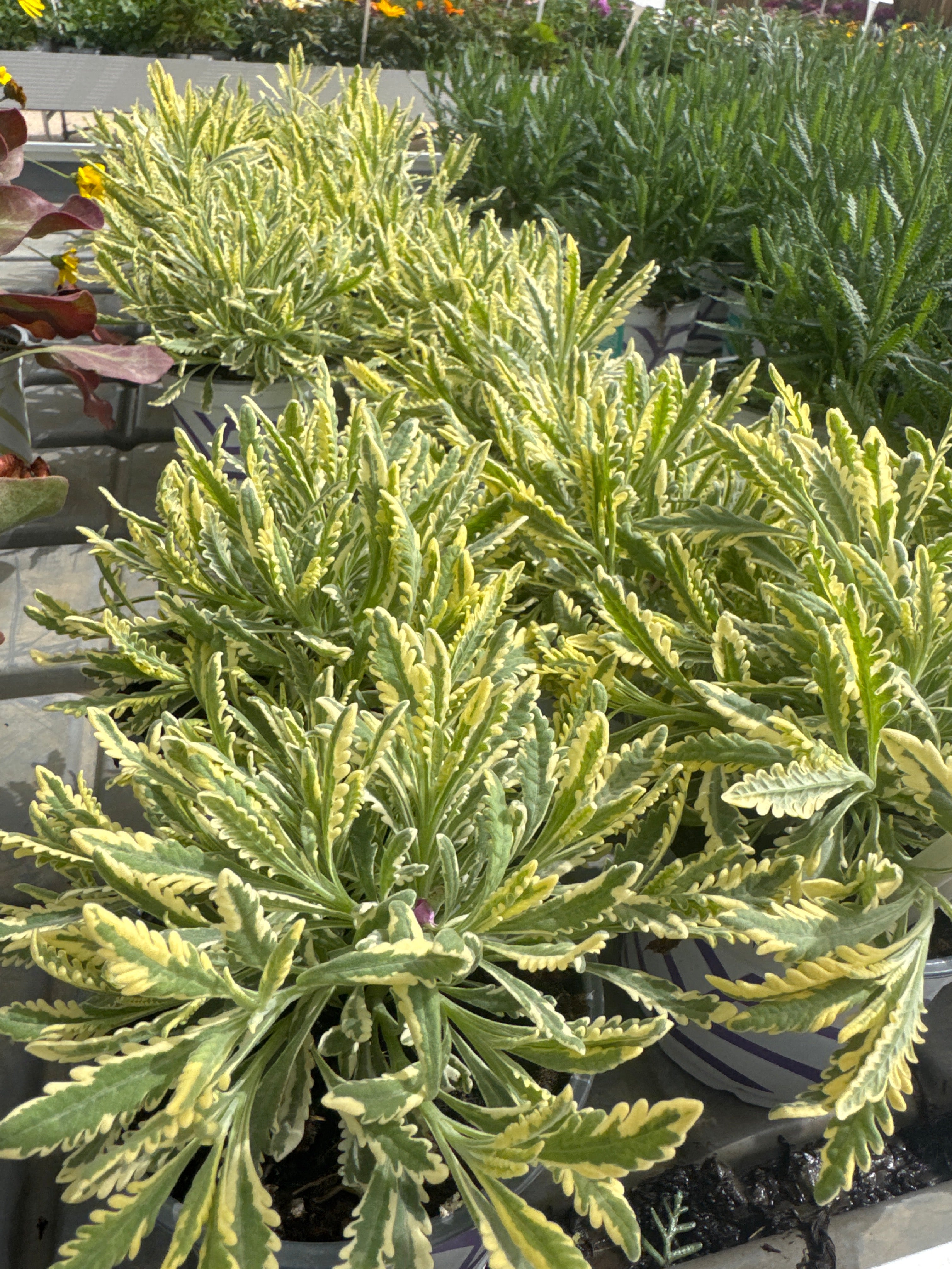 לוונדר מגוון