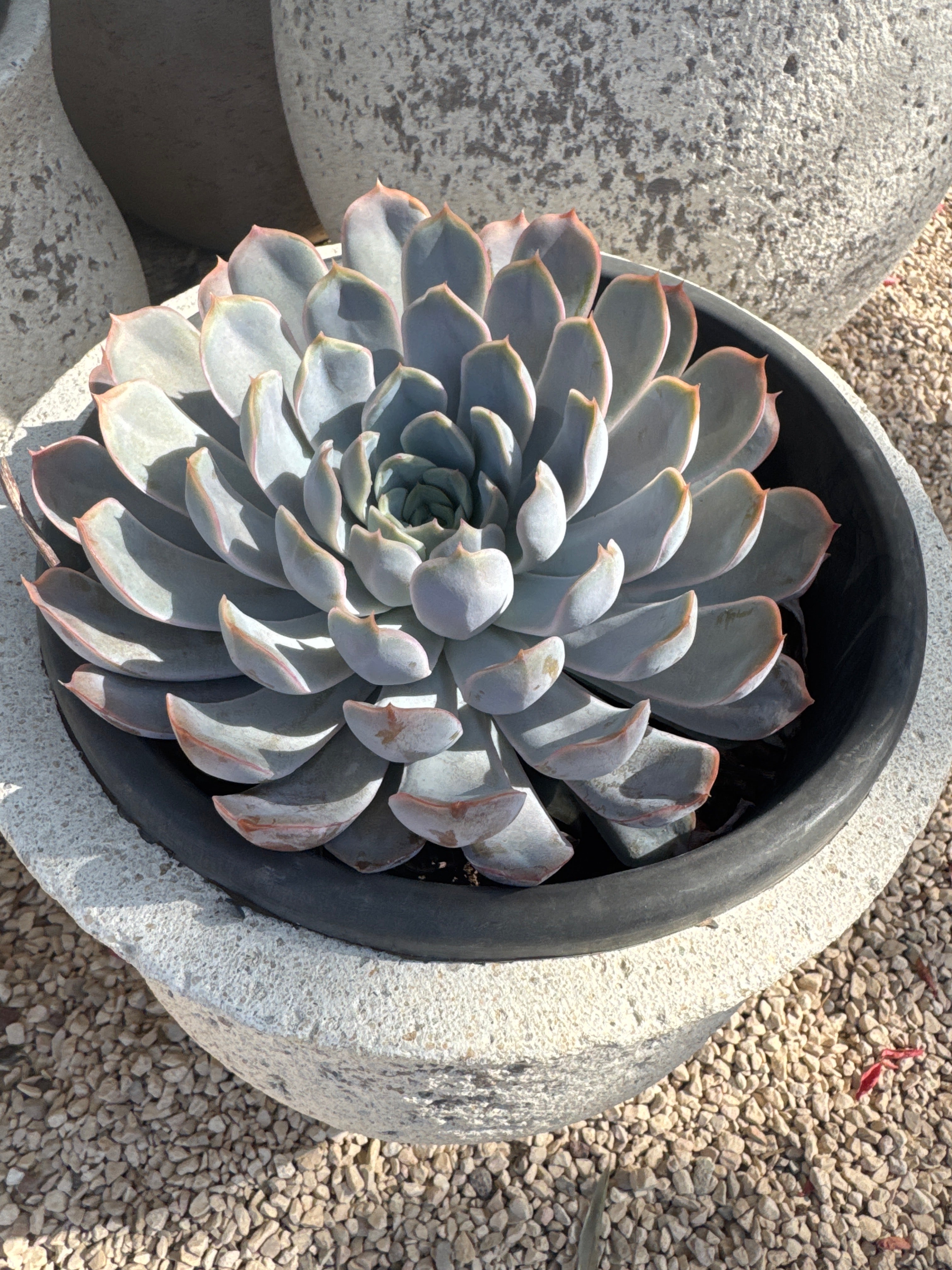 סקולנט בוגר בדלי