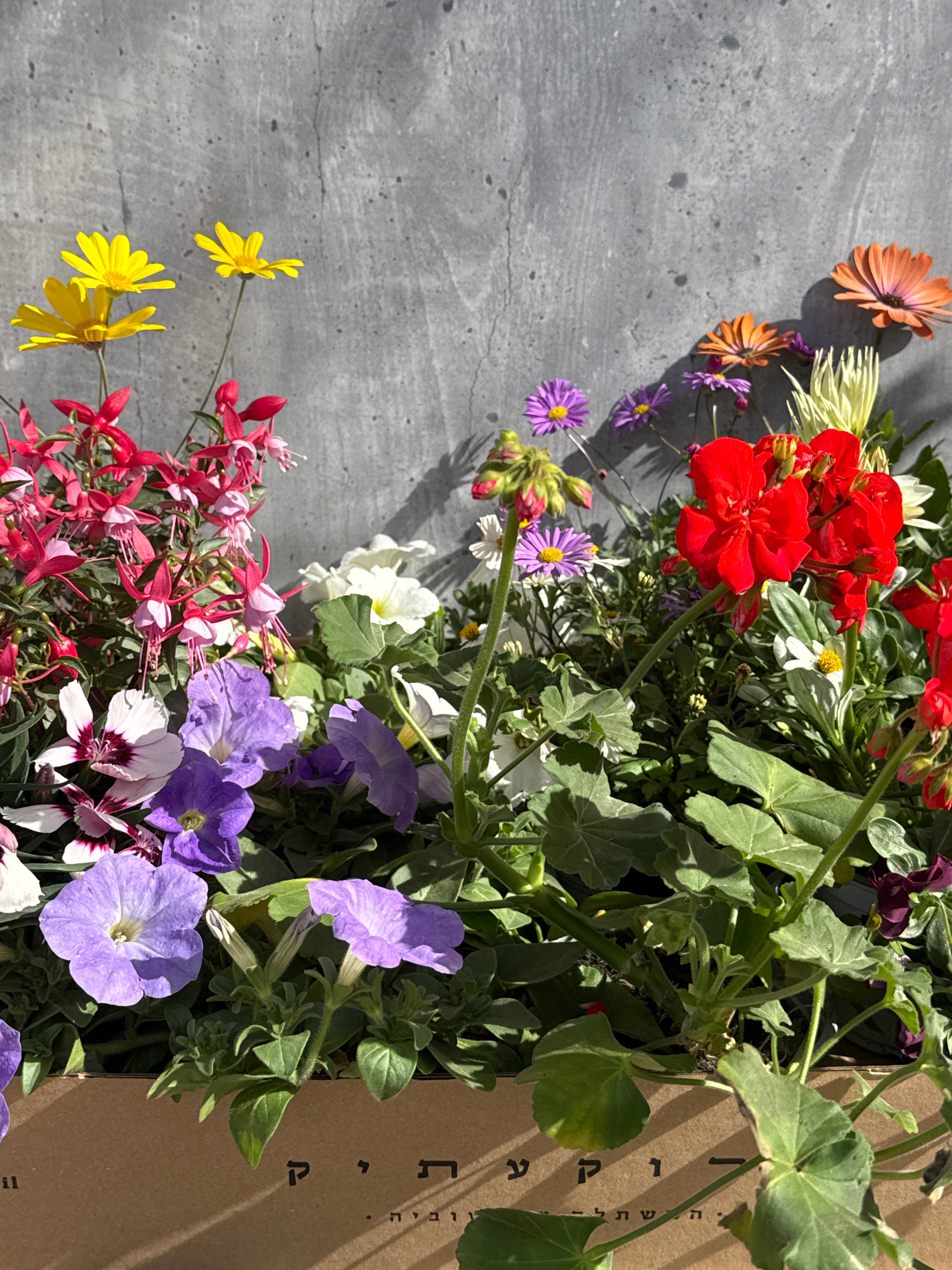 מארז פרחי העונה