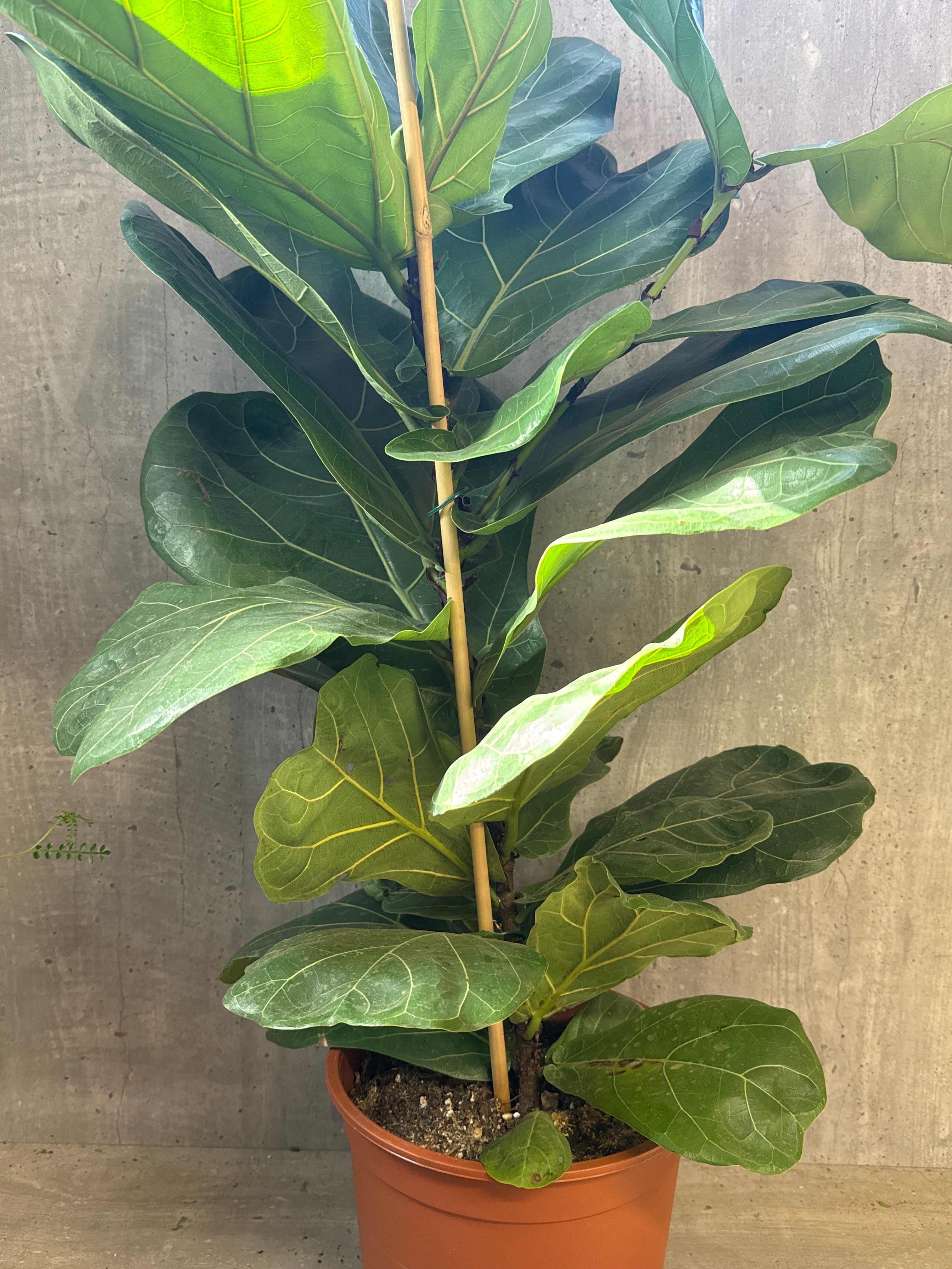 מארז צמחים לבית מואר