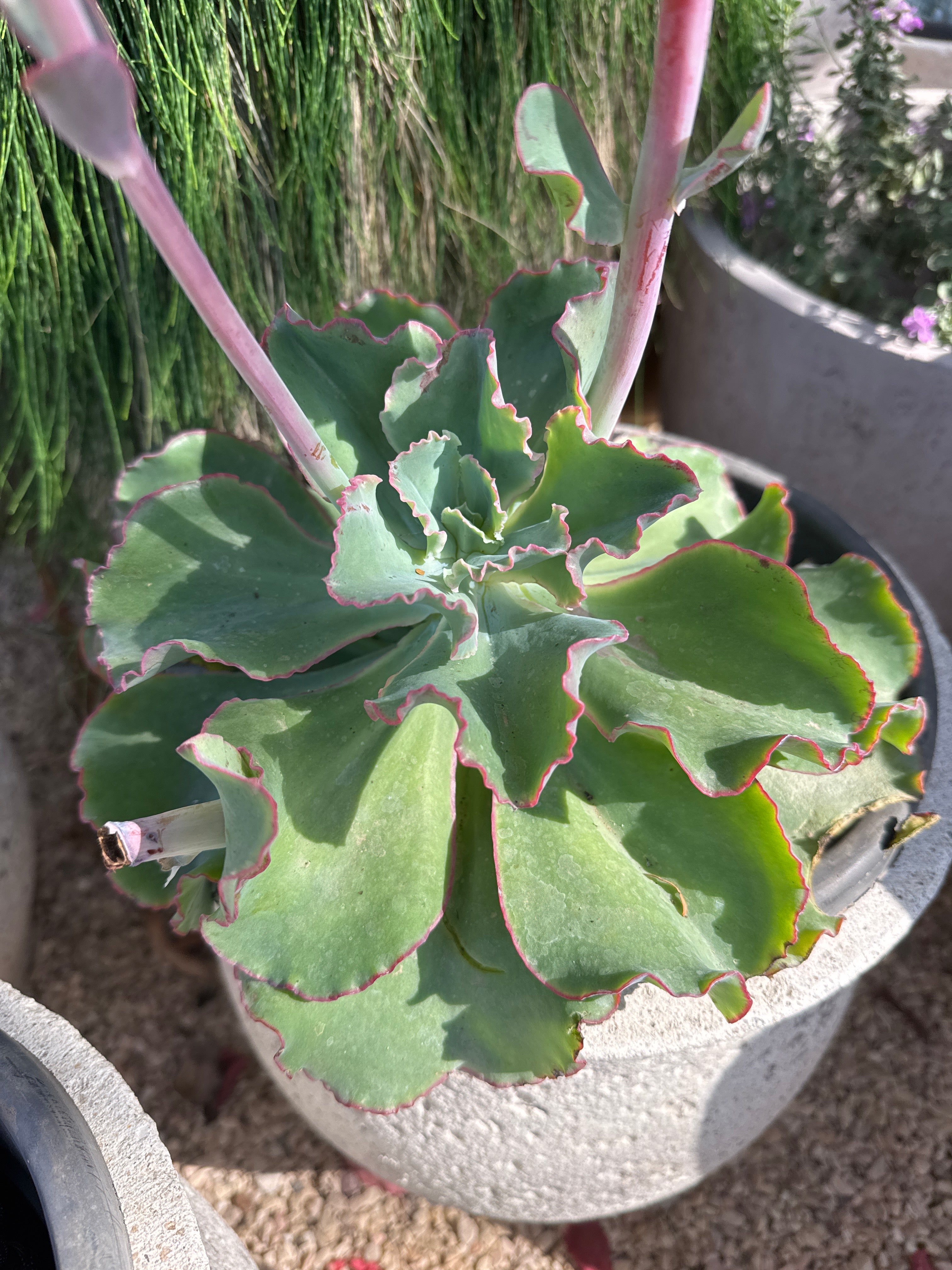 סקולנט בוגר בדלי