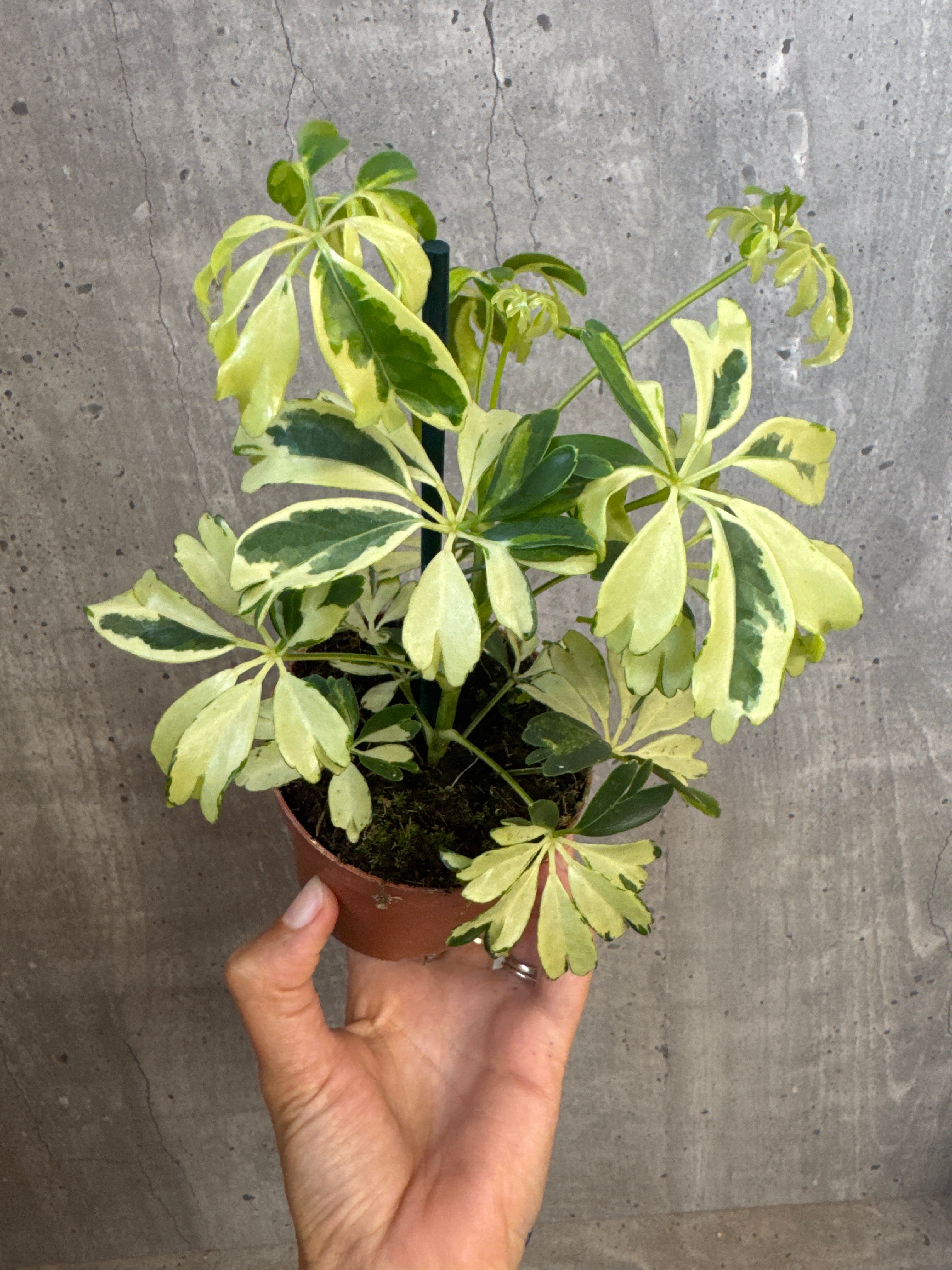 שפלרה מגוונת